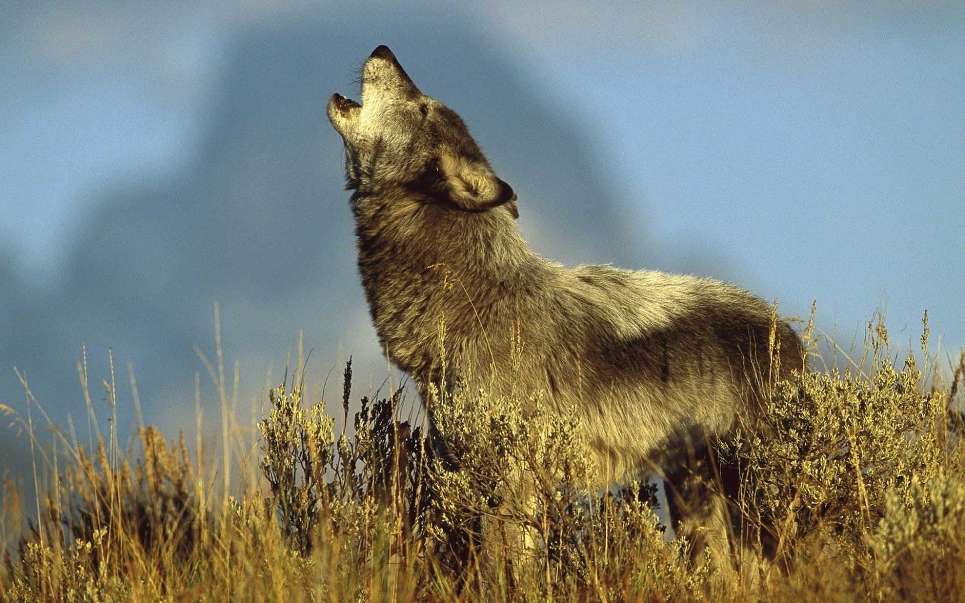 1080P, grass, non-urban scene, outdoors, standing, Animal, profile view, plant, animals in the wild, looking, Howling, animal wildlife, no people, one animal, HD Wallpaper
