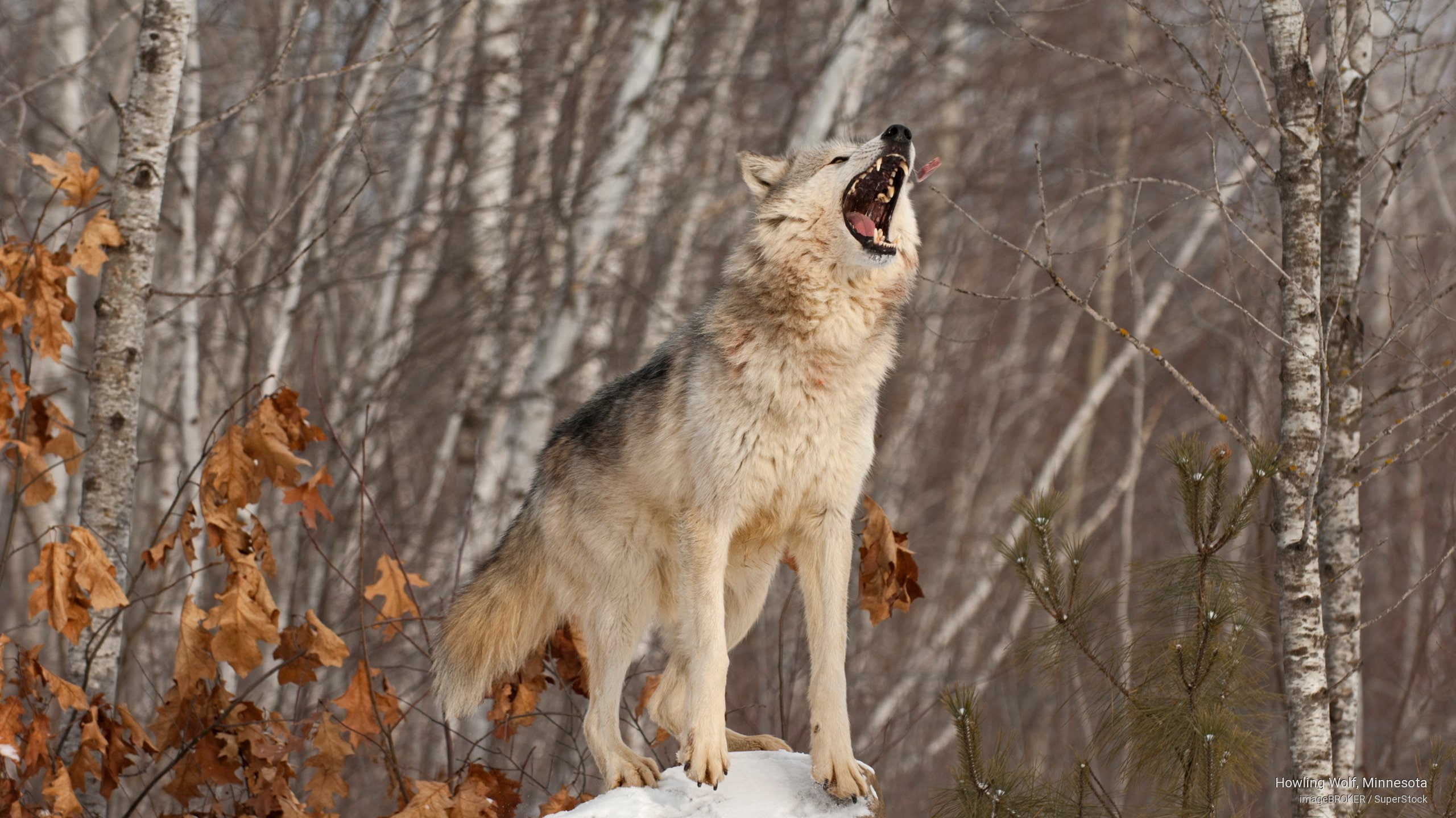 howling, 2K, Animals, wolf, minnesota, HD Wallpaper