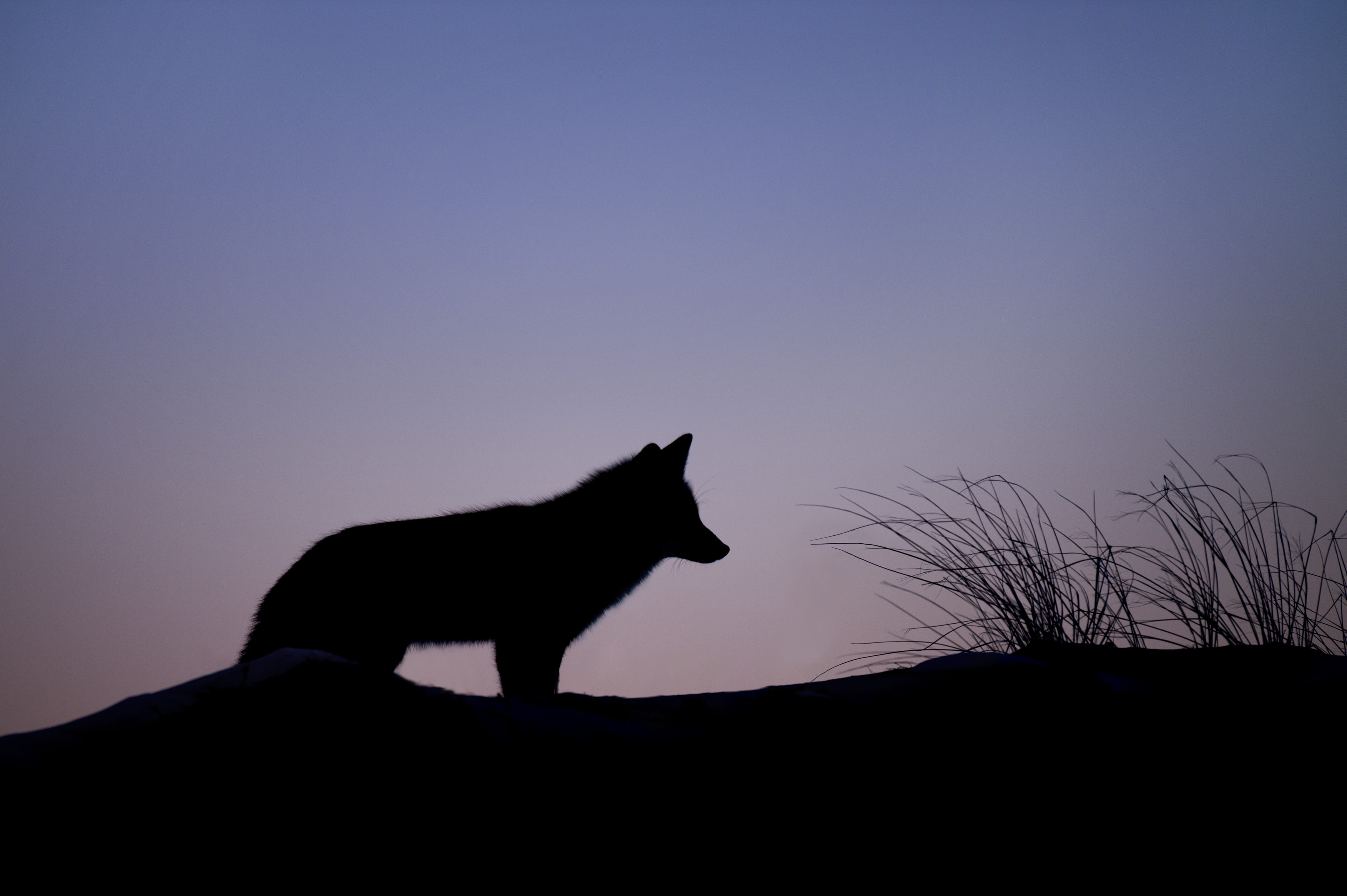 grass, prey, sky, coyote, silhouette, twilight, feline, one animal, low angle view, fox, wolf, animal themes, nature, vertebrate, mammal, hunt, 4K, copy space, HD Wallpaper