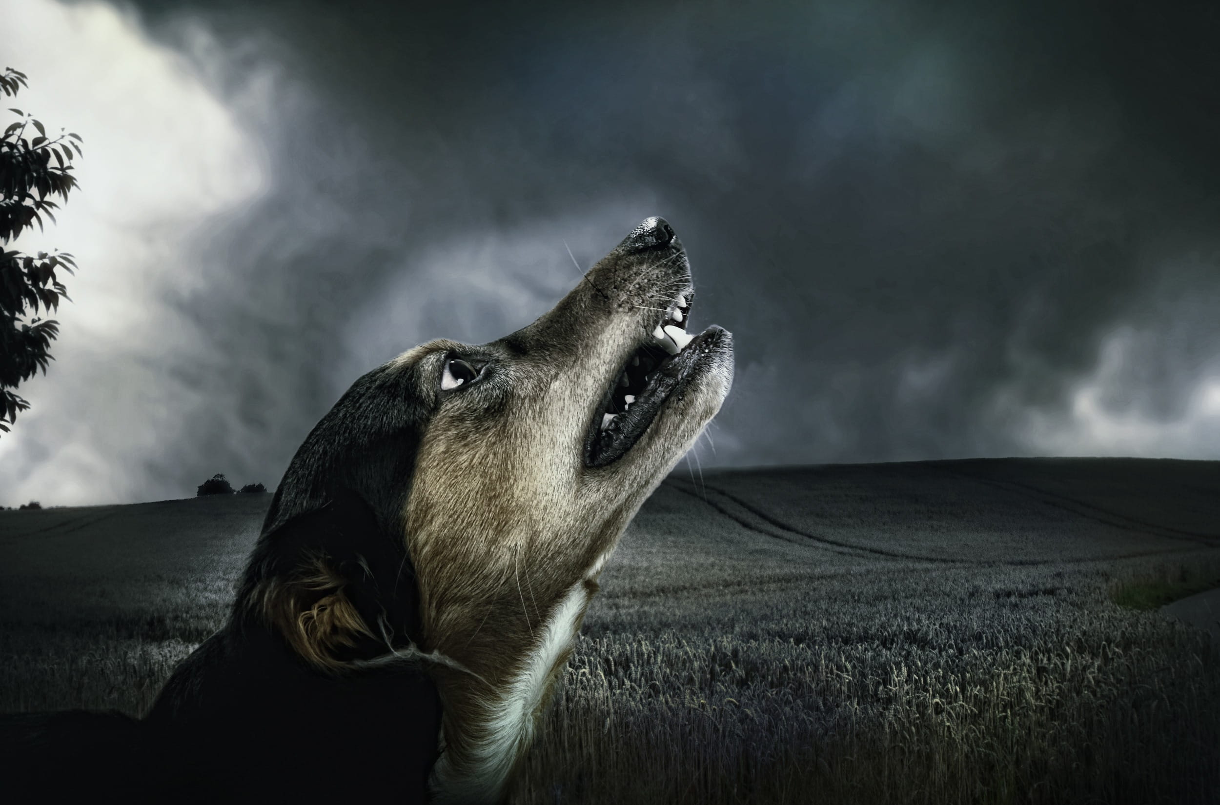 twilight, head, sky, land, nature, darkness, pet, one animal, canine, no people, dog, short, moonlight, beige, field, mammal, vertebrate, wolf, domestic animals, HD Wallpaper