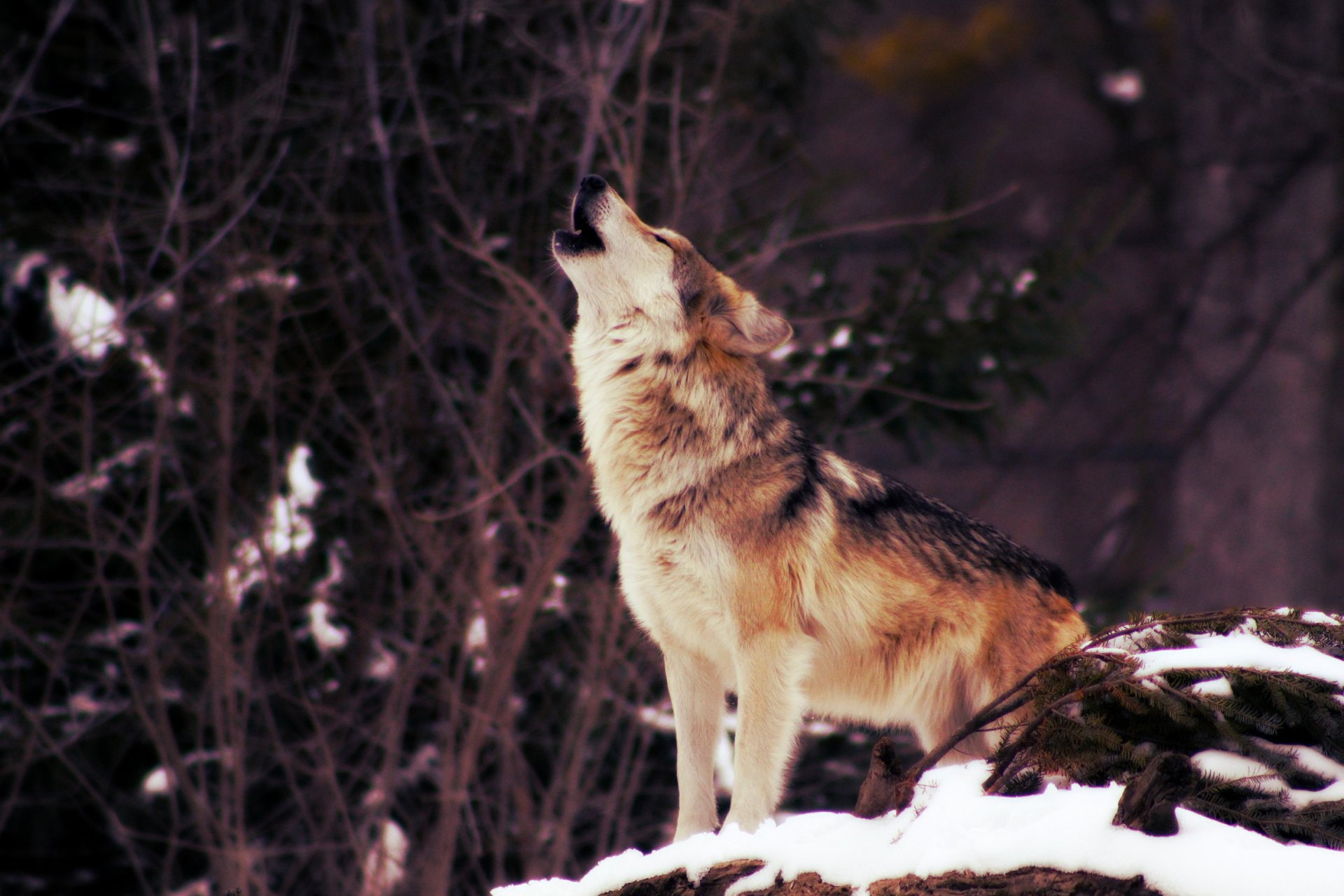 1080P, Wildlife, Snow, predator (Animal), Animal, Wolf, Howling, HD Wallpaper