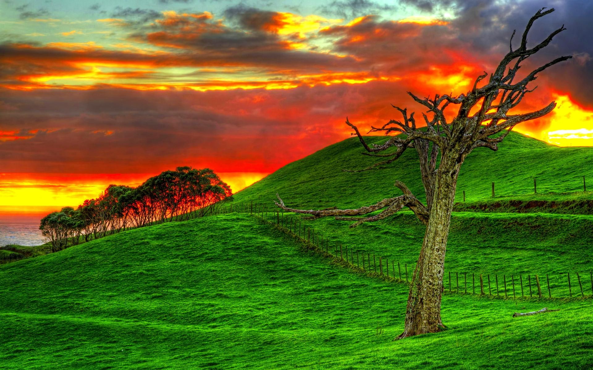ocean, 1080P, fence, sunset, hillside, grass, field, trees, nature and landscapes, photography, hills, HD Wallpaper