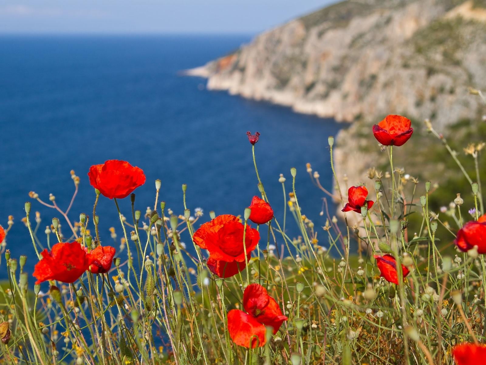 plants, rural Scene, non-Urban Scene, sky, multi Colored, field, mountain, europe, meadow, scenics, flower, summer, travel, blue, flower head, freshness, HD Wallpaper
