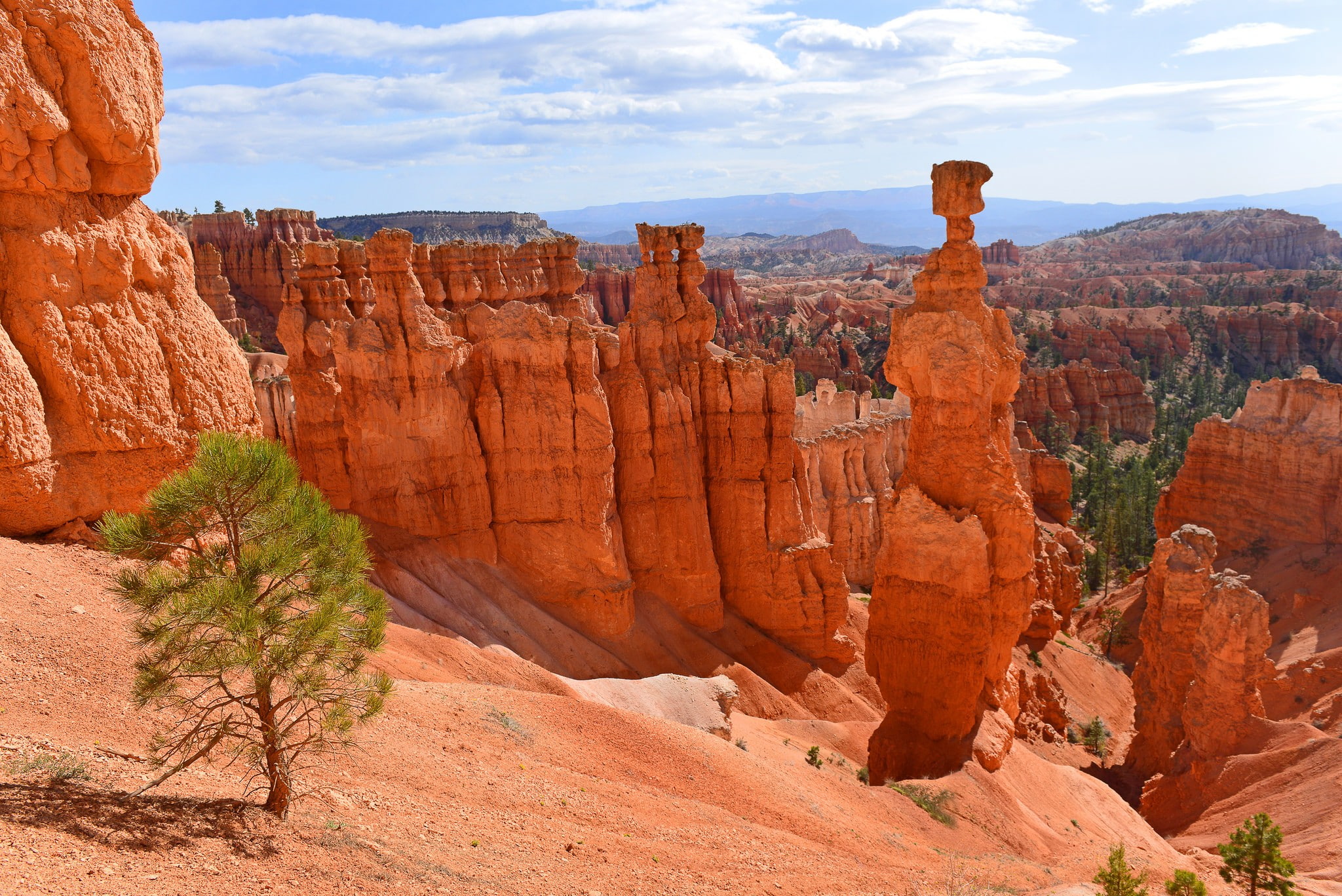 tree, hillside, sky, rocks, canyon, 1080P, mountains, HD Wallpaper