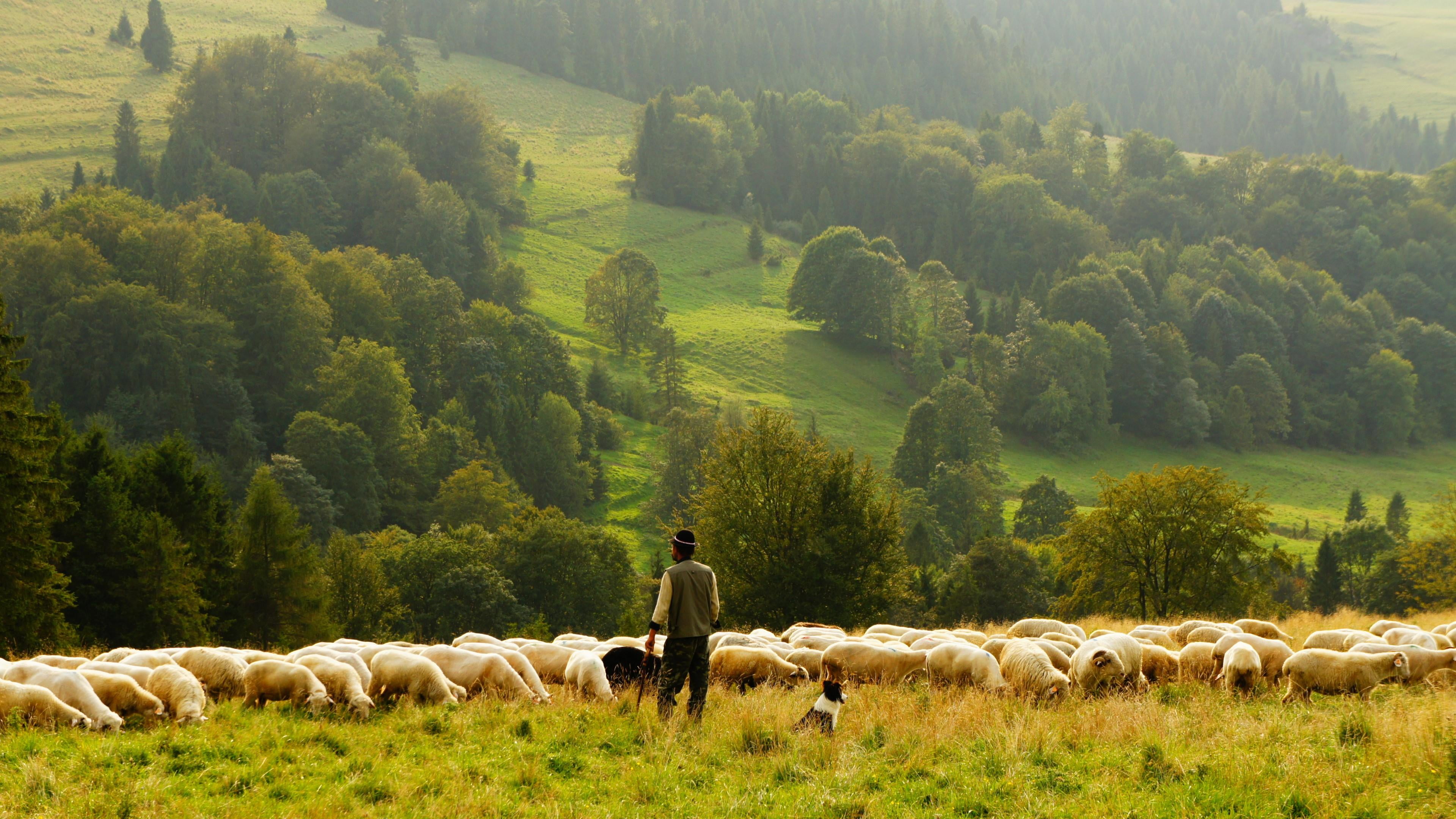 herd, pets, graze, shepherd, outdoors, 4K, lamb herd, agriculture, animal, dog, pasture, animal themes, land, landscape, herbivorous, livestock, hillside, HD Wallpaper