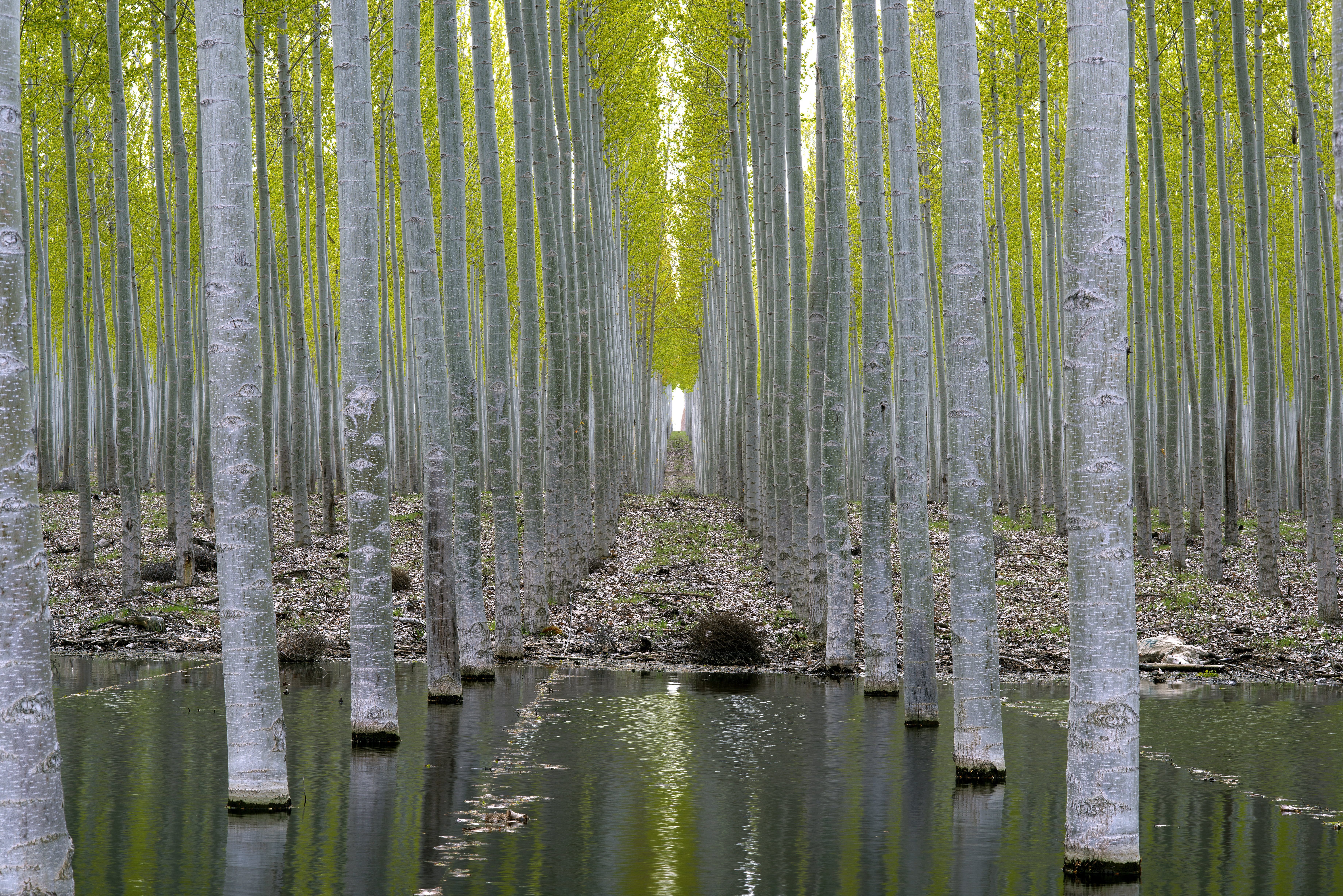 trunks, lake, 5K, oregon, paper, Tree Farm, tree  farm, leaf, forest, gray tree, tree trunks, photography, poplar, gray, boardman, water, tree, nature, HD Wallpaper