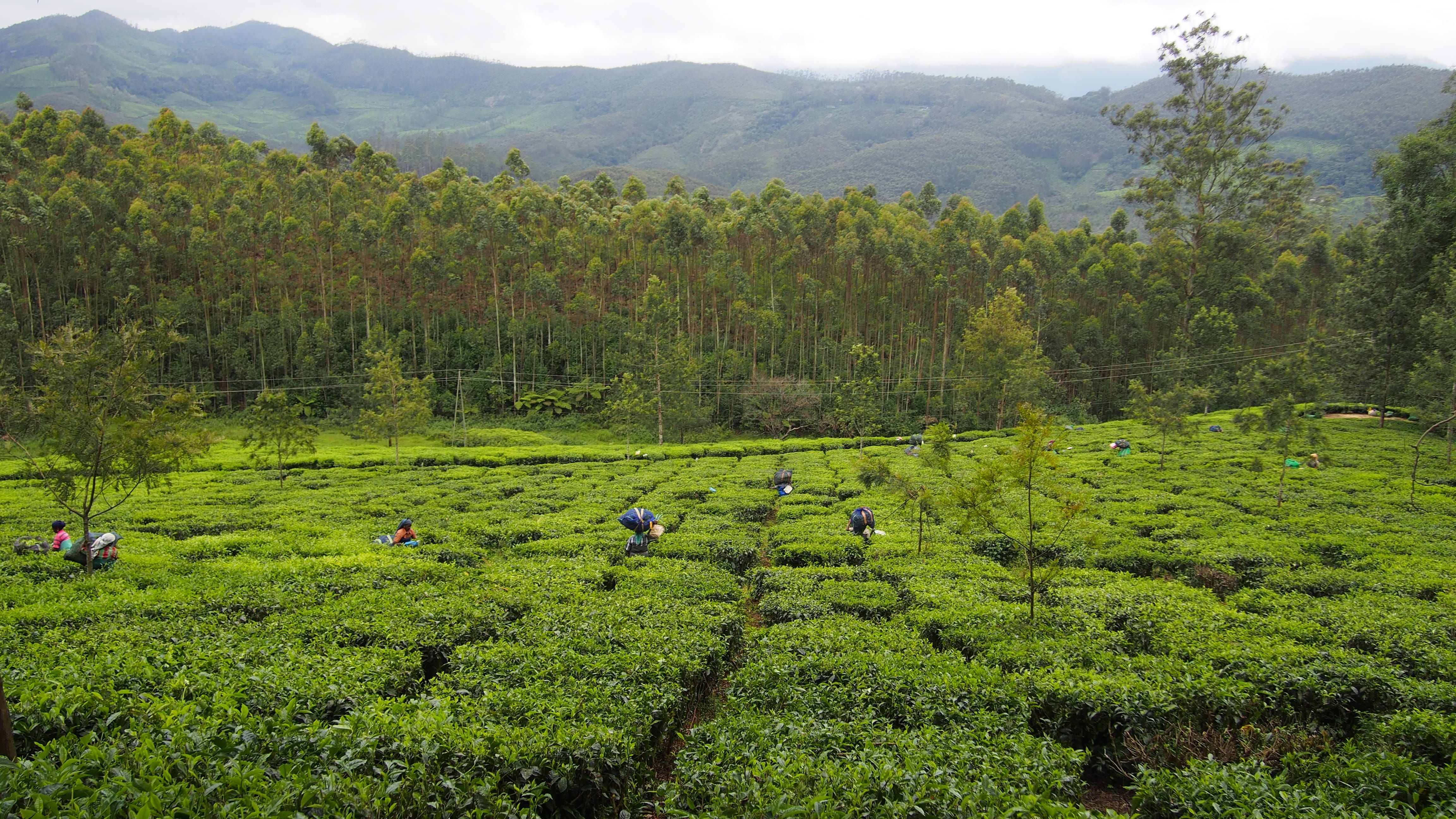 India, tea crop, green Color, land, harvest, 4K, real people, scenics, farmer, tree, asia, environment, farm, scenics - nature, beauty in nature, rural Scene, HD Wallpaper