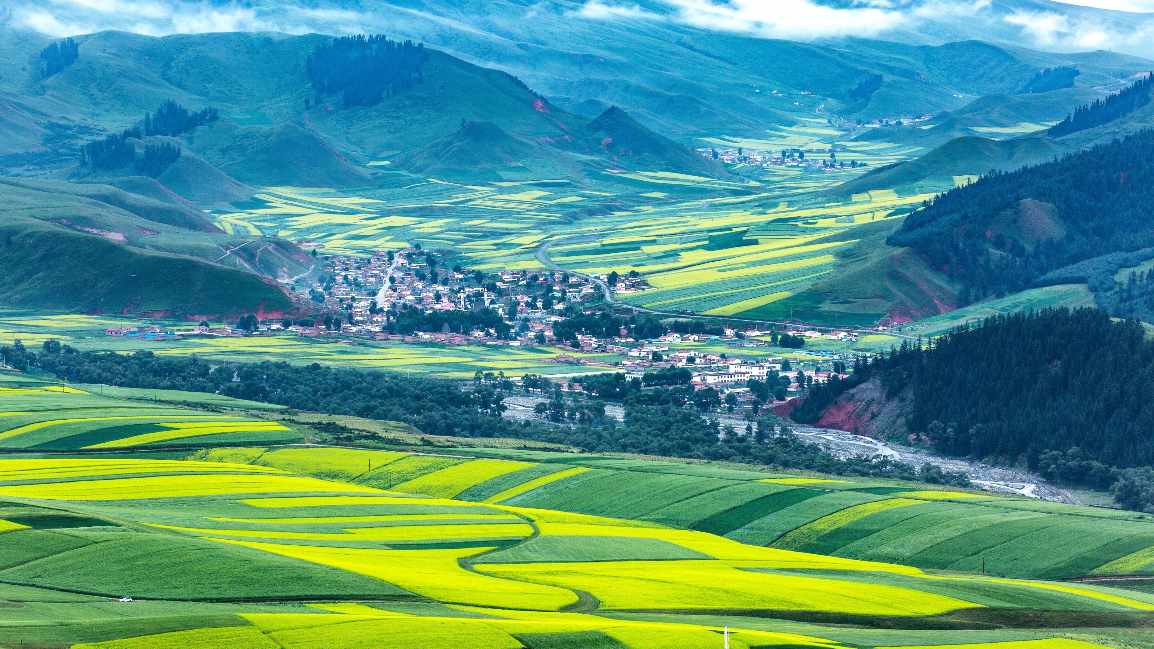 china, rape flowers, rape, qilian mountains, mountain, 4K, summer, rape field, hills, asia, field, july, qinghai, HD Wallpaper