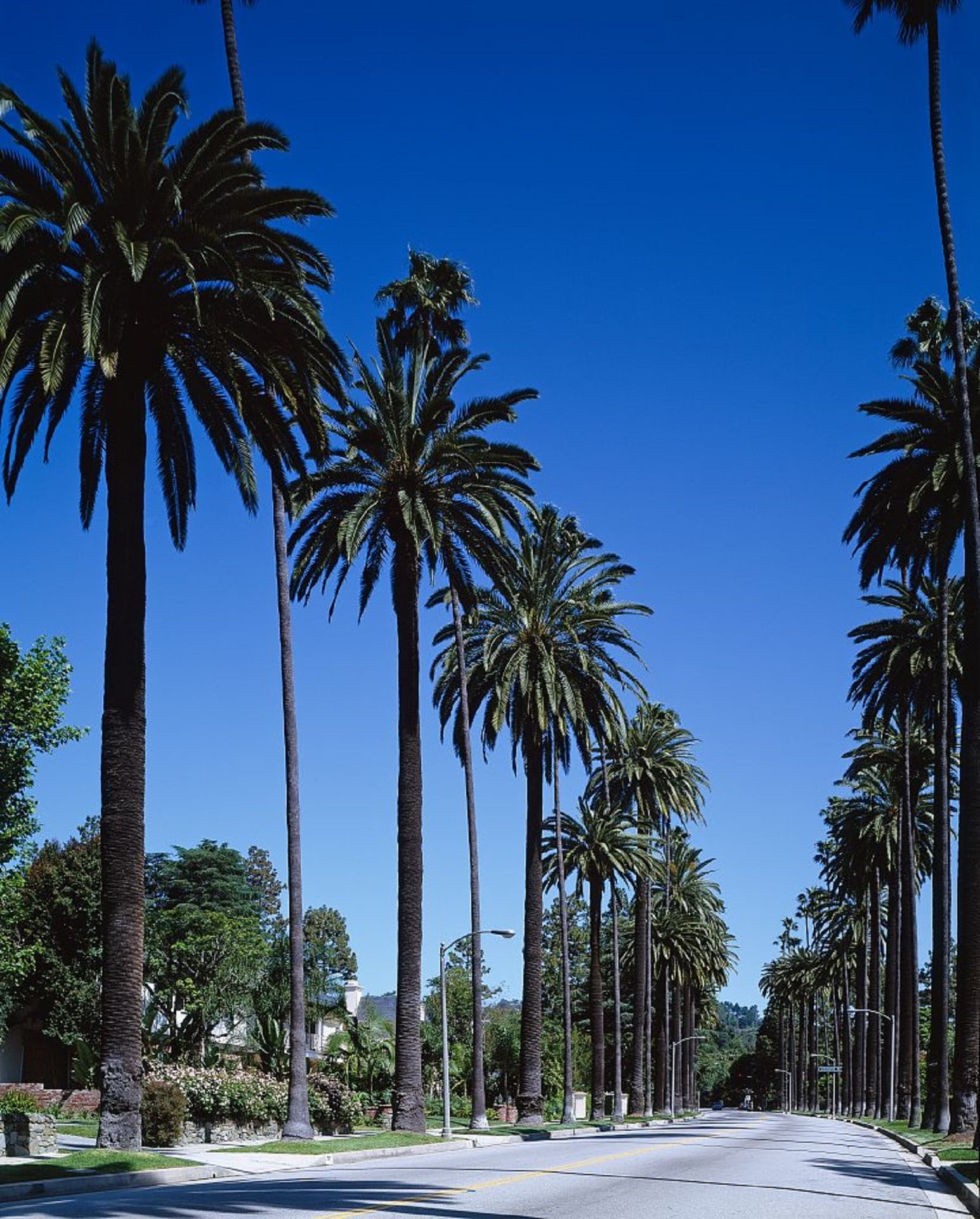 beauty in nature, nature, diminishing perspective, palm trees, no people, 1080P, california, landmark, street, tropical, tree trunk, usa, city, tropical tree, Phone HD Wallpaper