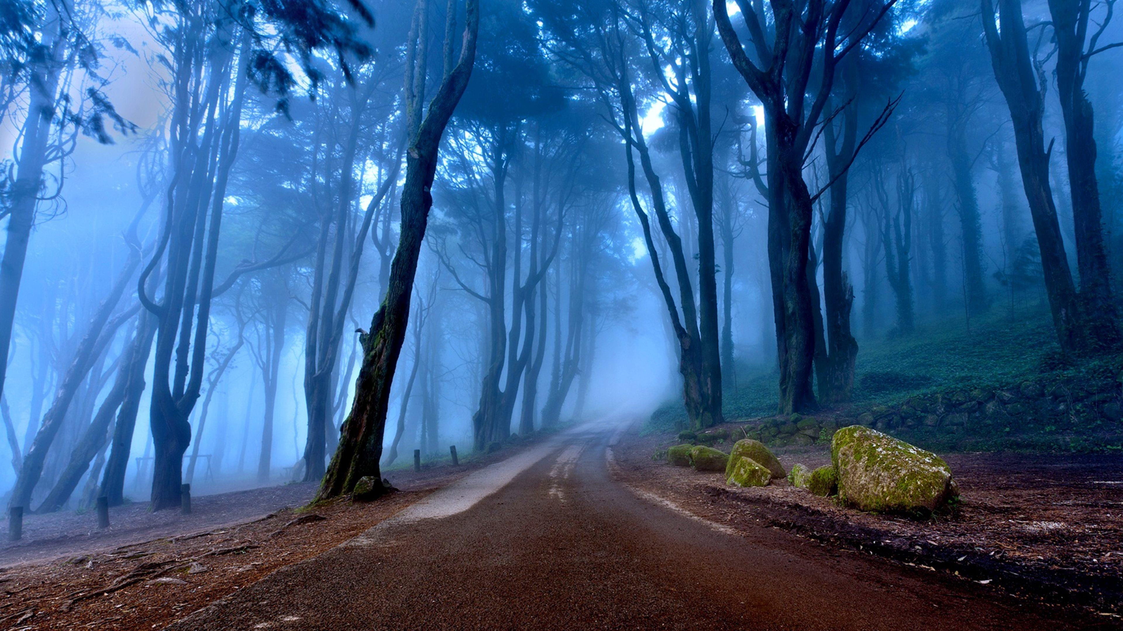 forest, stones, misty, trees, twilight, 4K, road, HD Wallpaper