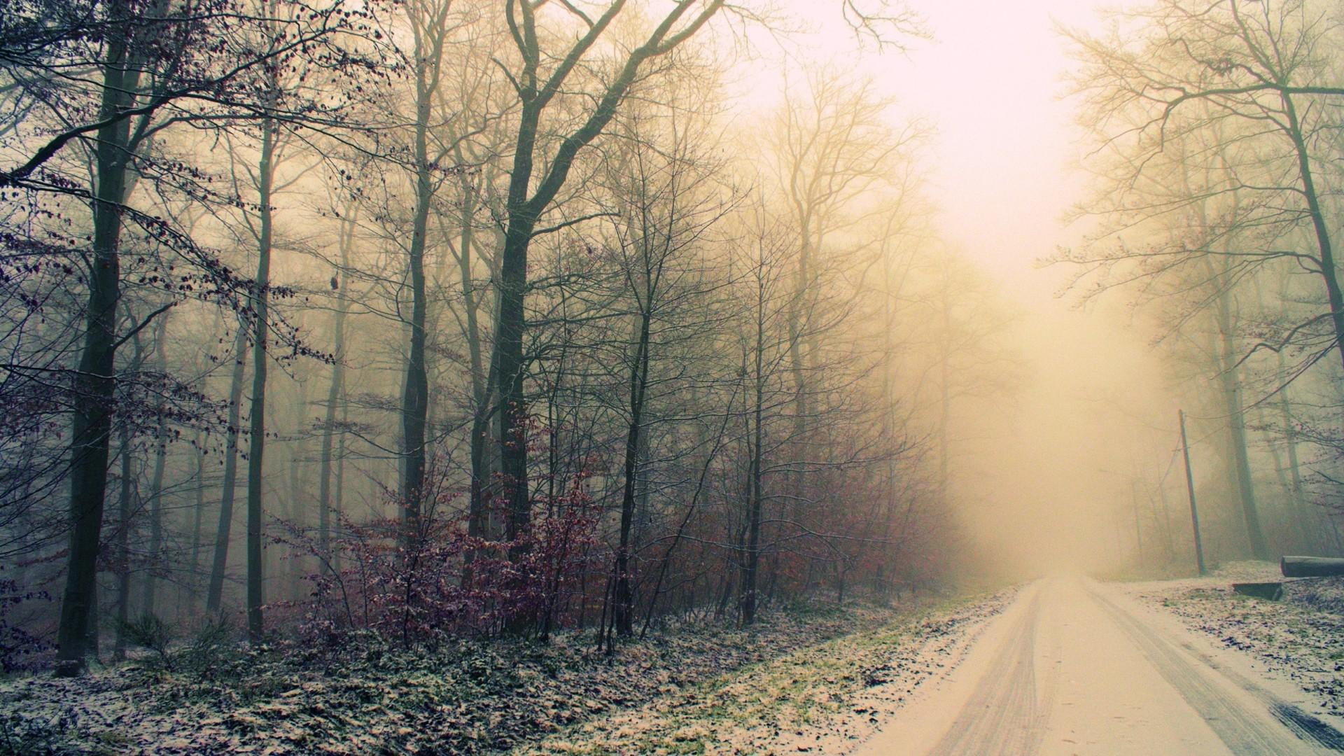 road, misty, forest, fog, direction, nature, cold temperature, tree trunk, scenics - nature, outdoors, winter, change, snow, woodland, transportation, land, HD Wallpaper