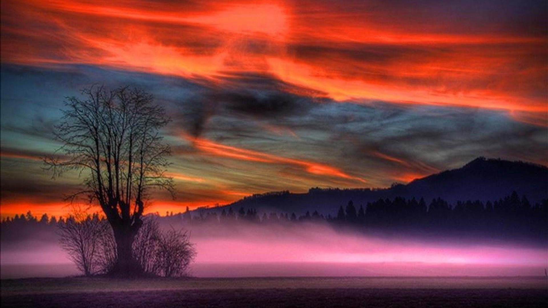 field, lone tree, sky, 1080P, lonely tree, landscape, tree, darkness, mystic, colorful, amazing, foggy, misty, twilight, HD Wallpaper