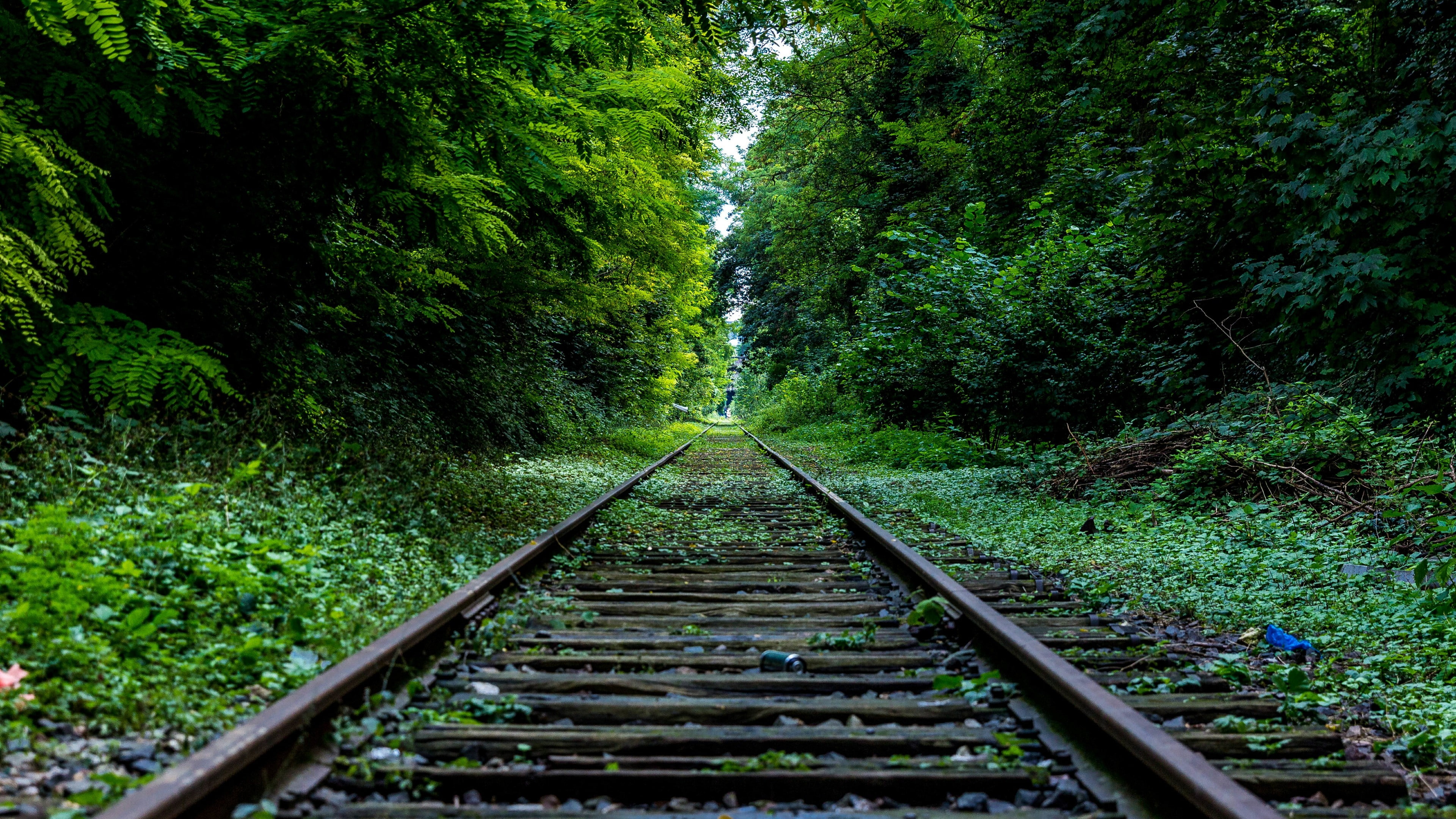 forest, green, railroad, track, tree, 4K, tra, nature, railway, path, grass, HD Wallpaper