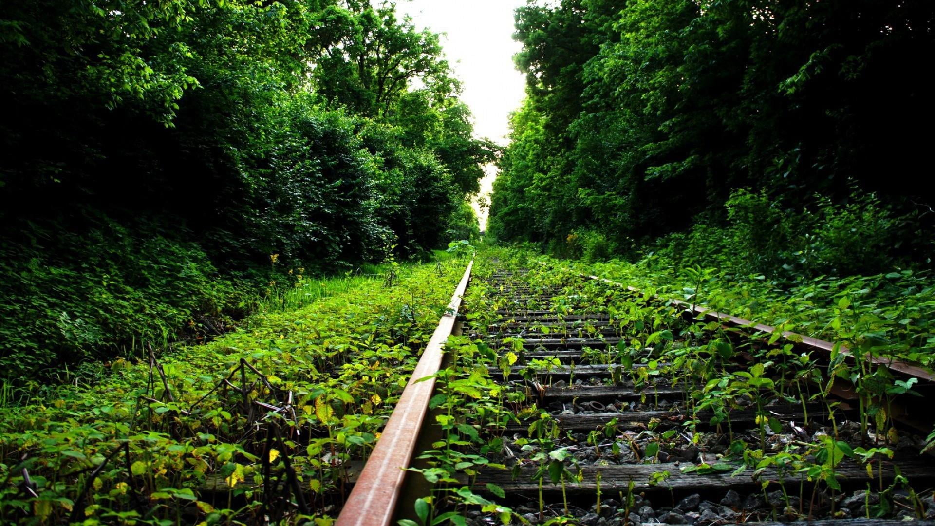 direction, foliage, railway, forest, railroad, plant, track, transportation, long, green, leaf, diminishing perspective, tree, the way forward, outdoors, HD Wallpaper