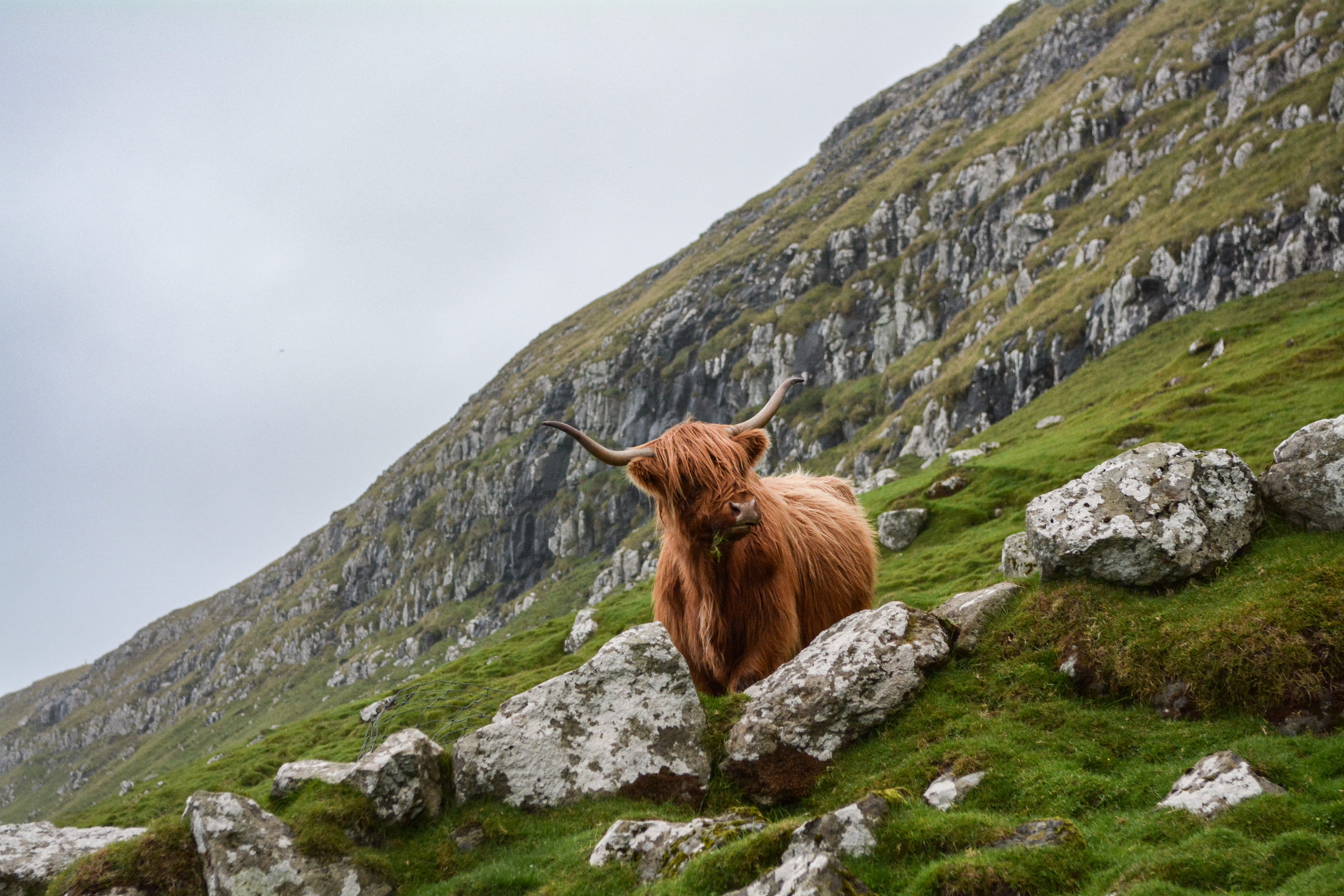 domestic animals, sheep, pets, 5K, livestock, highland cattle, cattle, landscape, field, mountain, horned, animals And Pets, no people, mammal, grazing, HD Wallpaper
