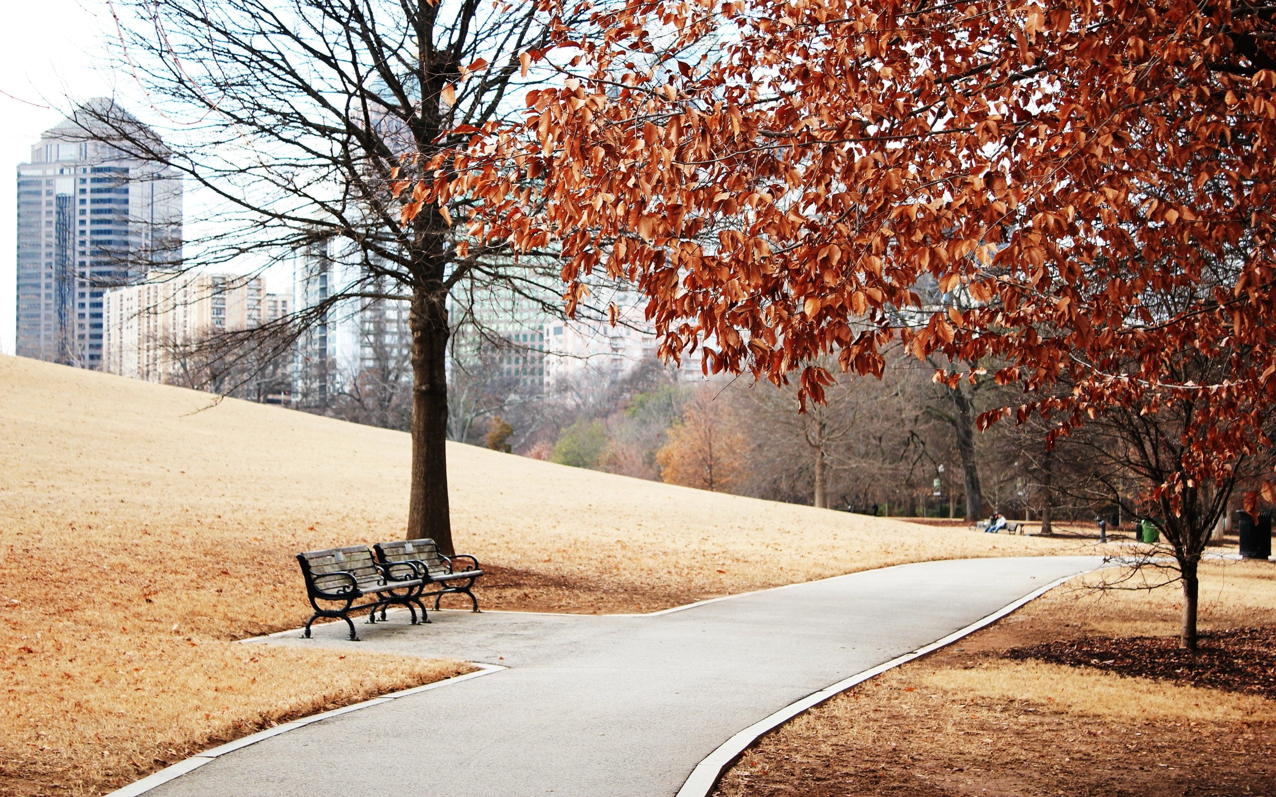 building, Benches, Trees, Path, Park, Landscape, Autumn, CityaeYaeY, 2K, Hillside, Lawn, Grass, Foliage, HD Wallpaper