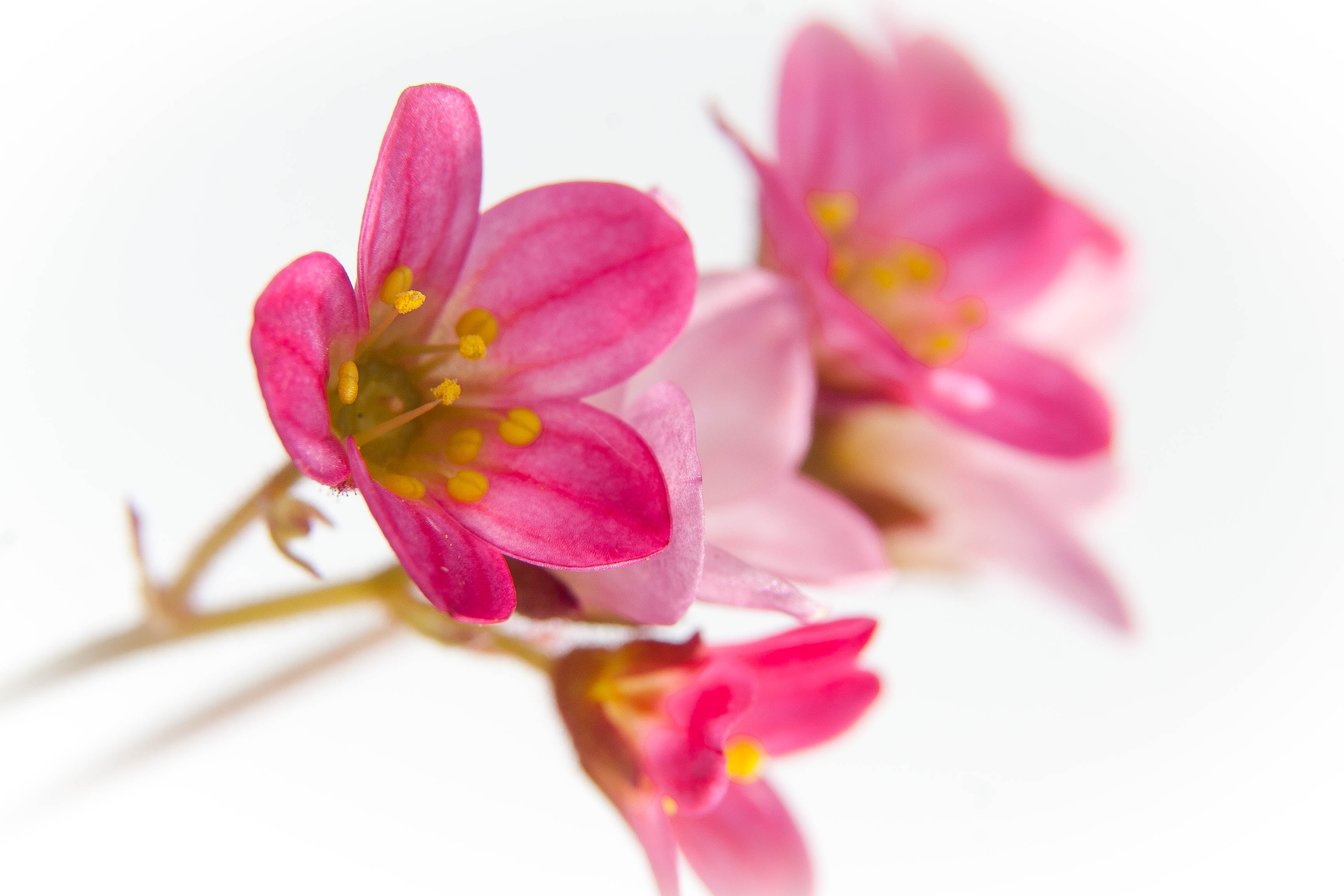 closeup photography, photography, petal, nature, 2K, white, high  key, orchid, plant, close-up, flower, flower Head, pink, closeup, petals, macro, pink Color, HD Wallpaper
