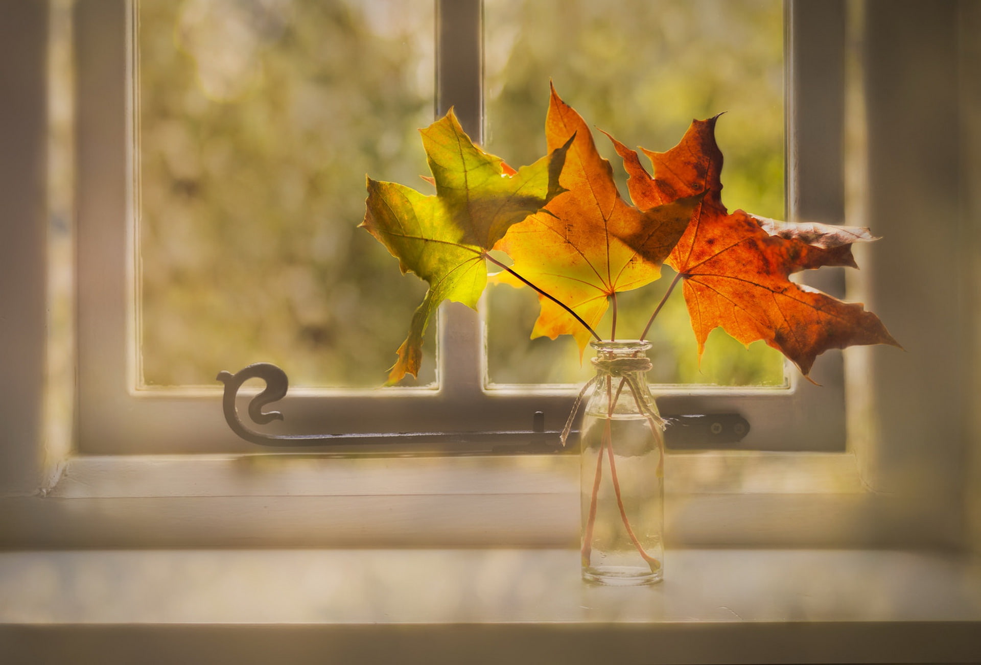 no people, nature, plant, still life, outdoors, orange color, autumn, focus on foreground, maple leaf, 1080P, close-up, window, vulnerability, beauty in nature, HD Wallpaper