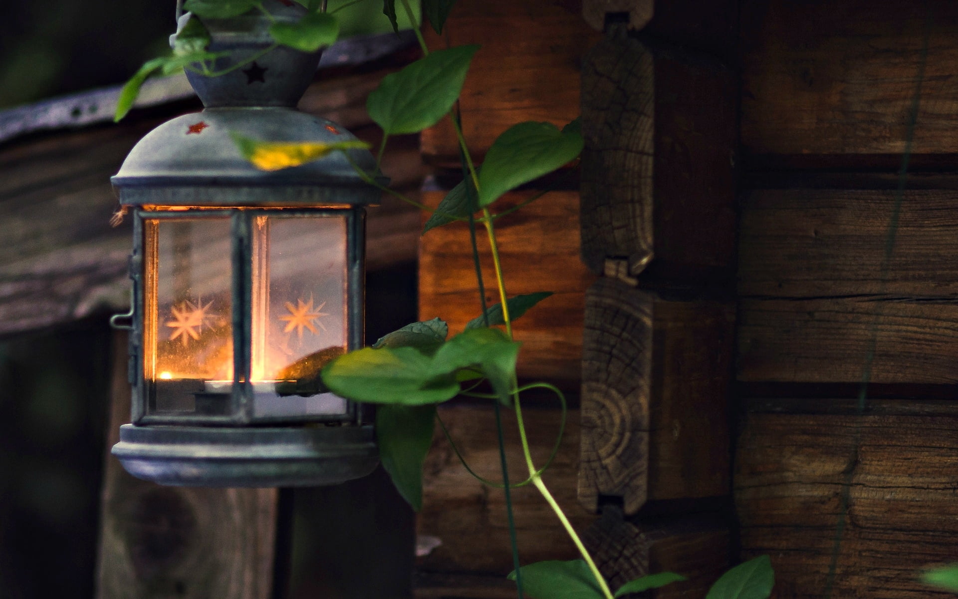 no people, background, electric lamp, growth, plant, focus on foreground, mood, HD, tree, heat - temperature, green, burning, nature, indoors, HD Wallpaper