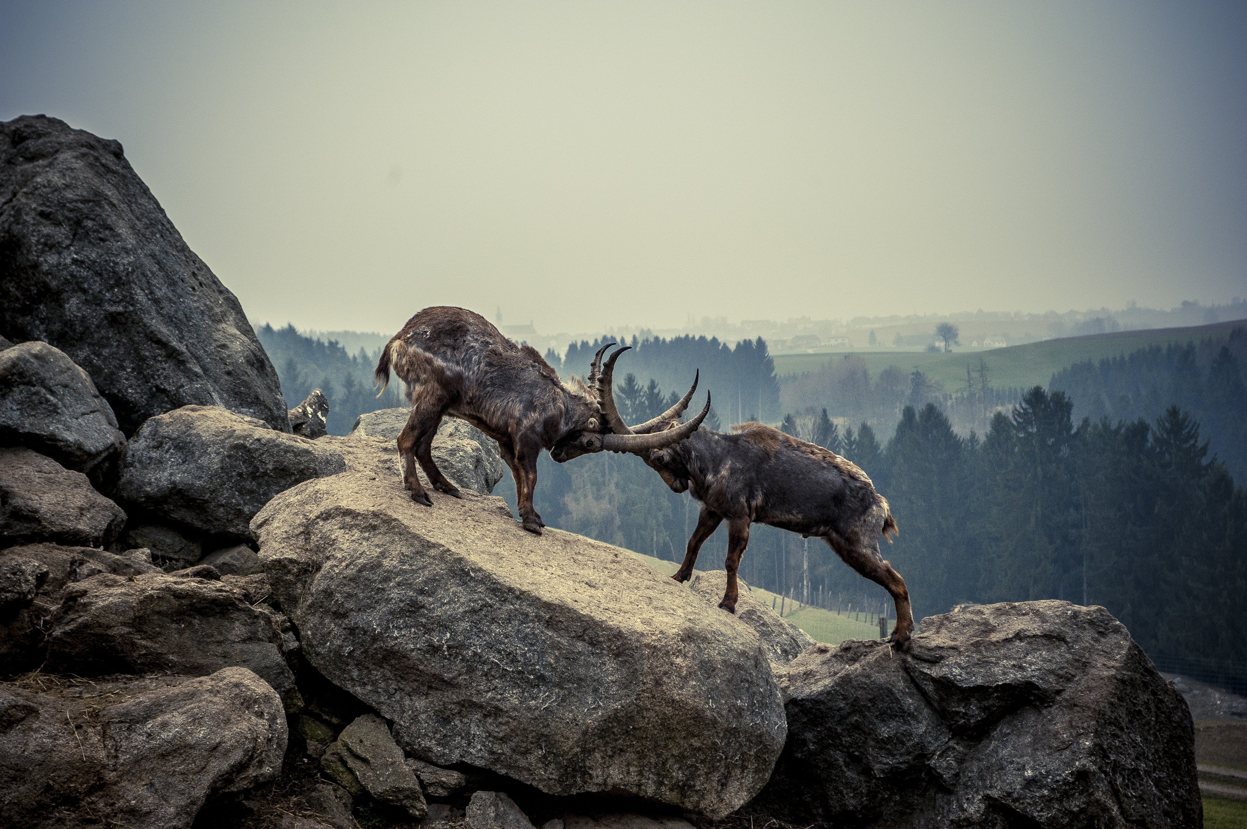 encounter, daytime, sky, outdoors, alpine, day, solid, mountains, capricorn, no people, group of animals, fight, animals in the wild, rock, wildlife, alpine ibex, HD Wallpaper