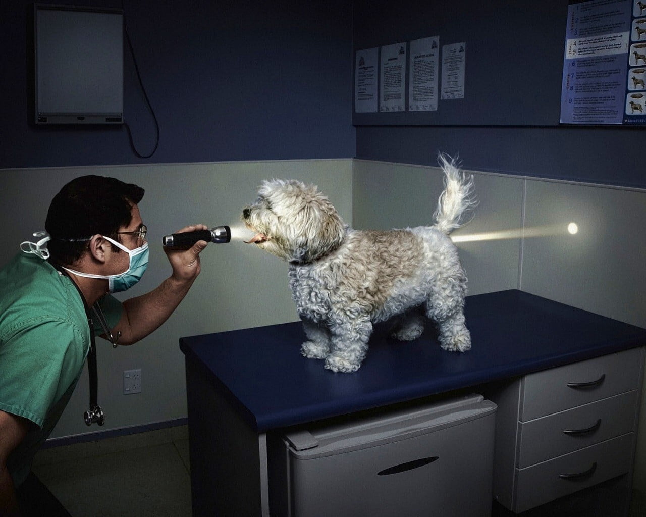 canine, the vet, care, pets, 720P, vet, males, looking, one Animal, caucasian Ethnicity, doctor, table, cheerful, furniture, white, cute, light, medium, HD Wallpaper
