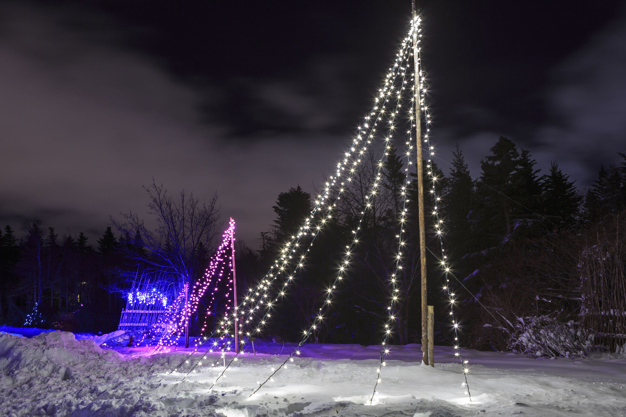 magical, christmas tree, newfoundland and labrador, decor, symbol, north, celebration, festival, xmas, winter, coniferous tree, decorations, christmas lights, HD Wallpaper