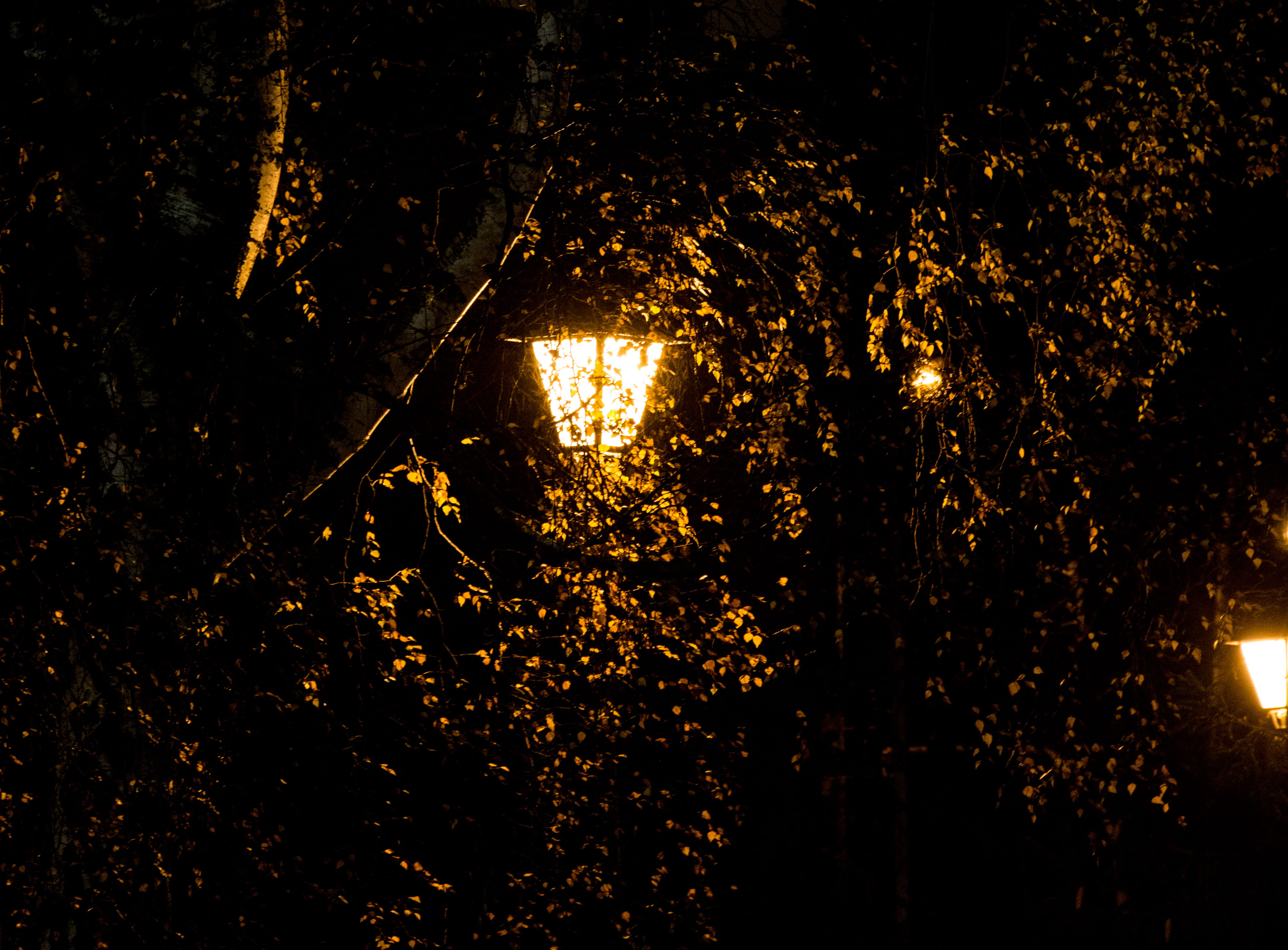 tree trunk, growth, no people, low angle view, beauty in nature, lamp, nature, branch, close-up, nordic, lighting equipment, forest, trees, city, faculty of natural science and mathematics, HD Wallpaper