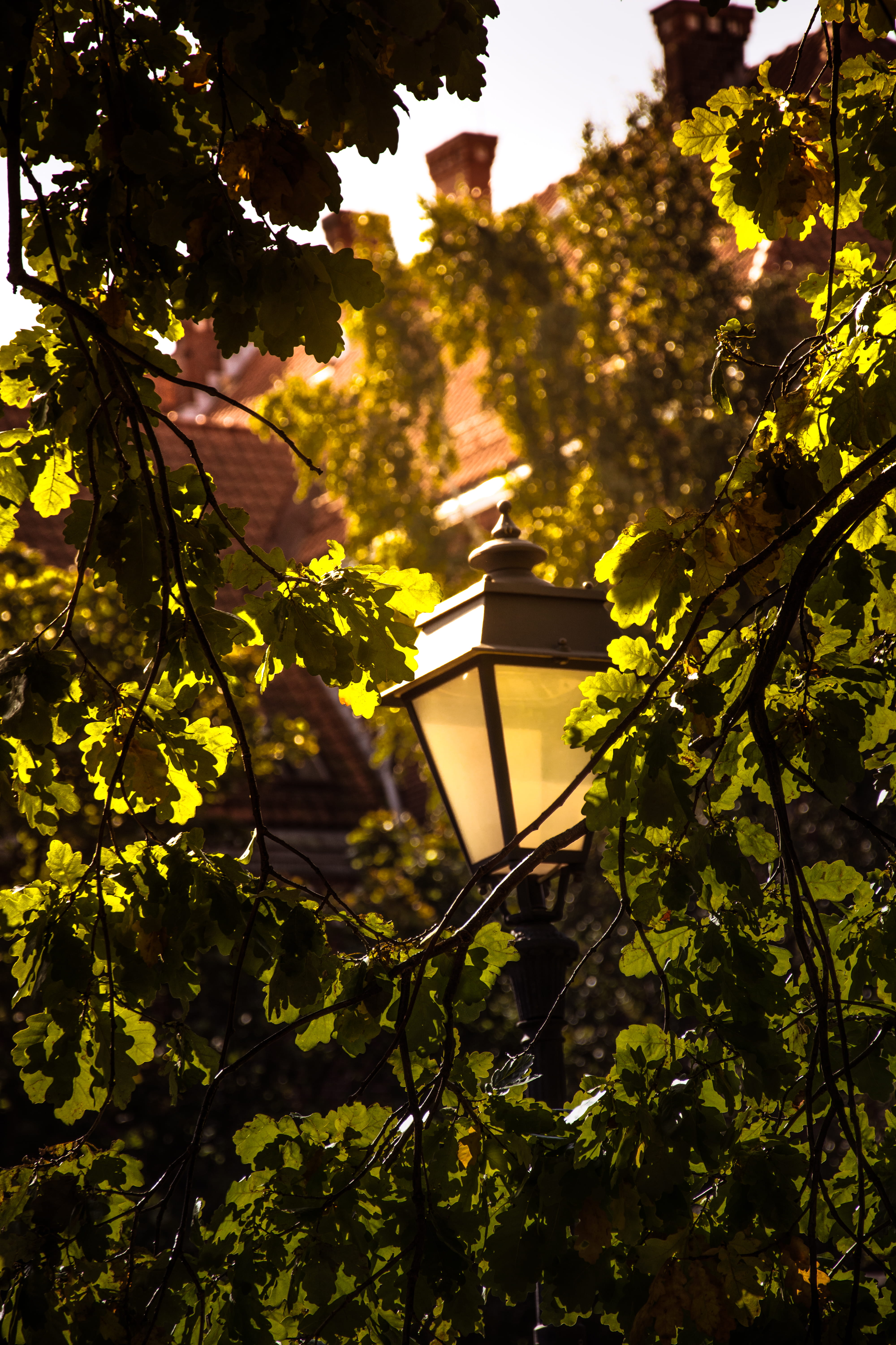 nature, no people, old, vintage, lithuania, leaf, focus on foreground, building, outdoors, city, warm, tree, lamp, leaves, autumn, lighting equipment, nordic, Phone HD Wallpaper
