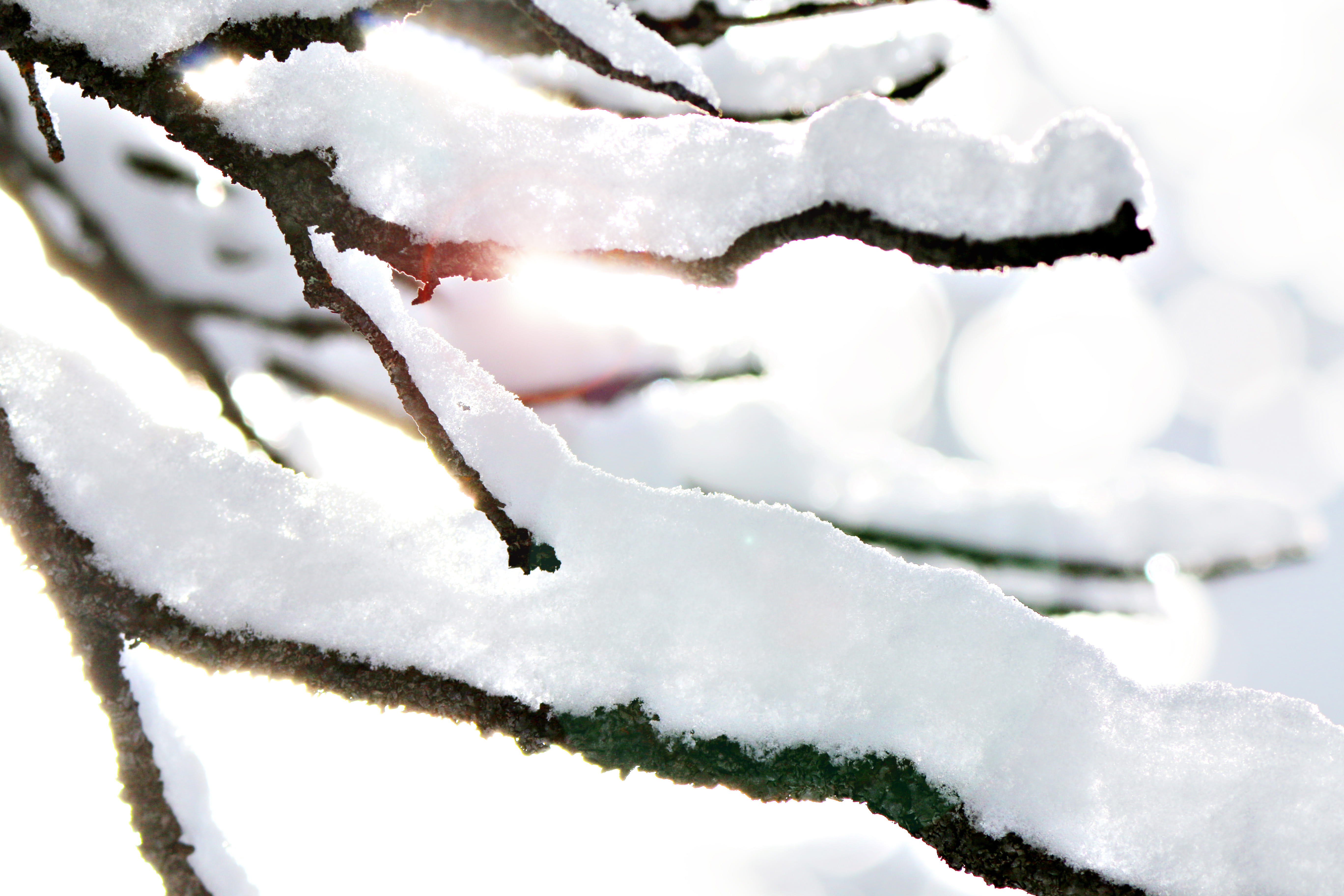 beauty in nature, solitude, bright, cold temperature, branches, snow, heavy, white color, light, white, outdoors, 5K, frozen, deep snow, laden, nature, HD Wallpaper