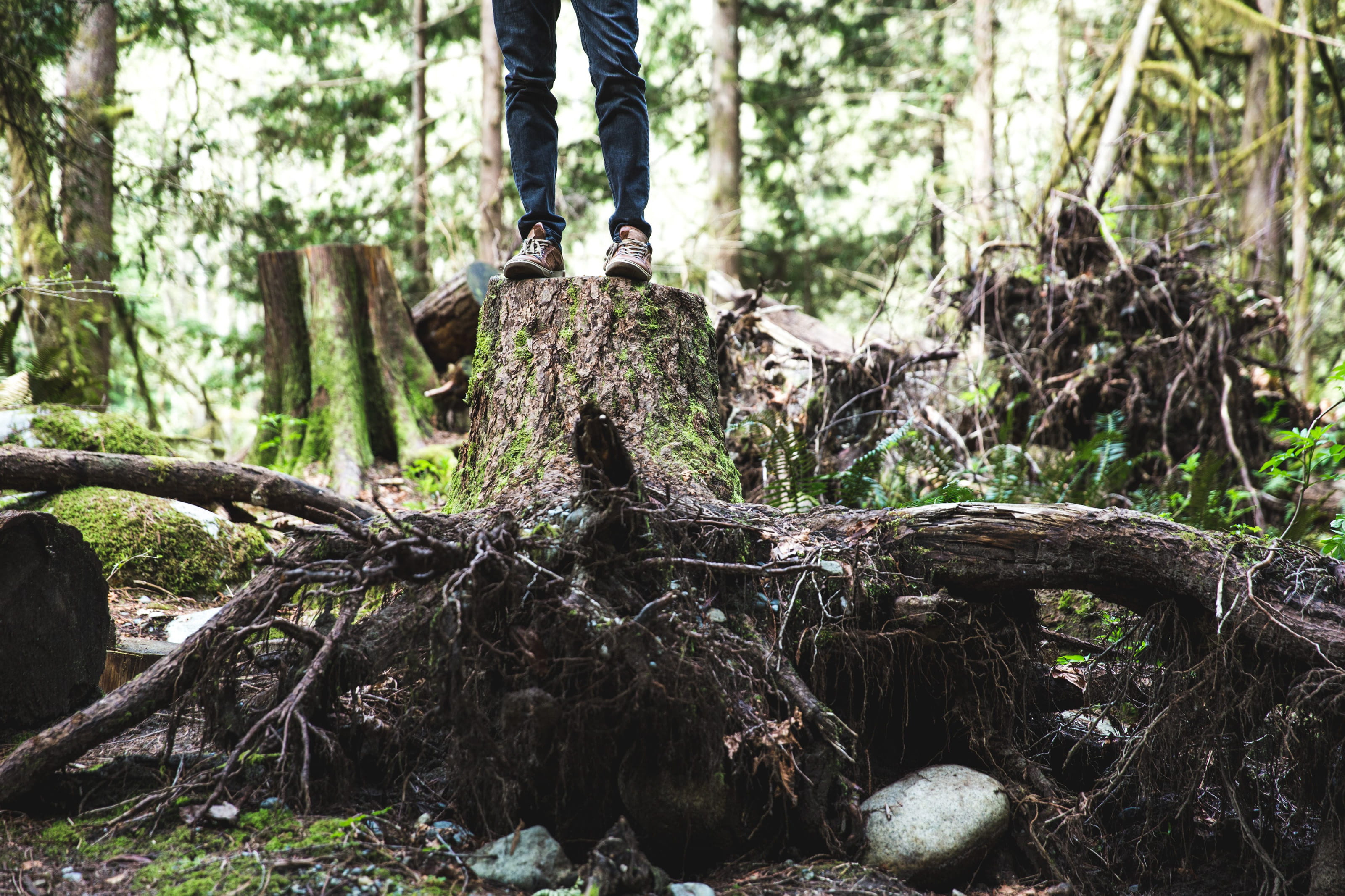 woodland, leg, wood, land, timber, deforestation, casual, low section, human foot, trunk, roots of trees, countryside, environment, vegetation, woods, log, HD Wallpaper