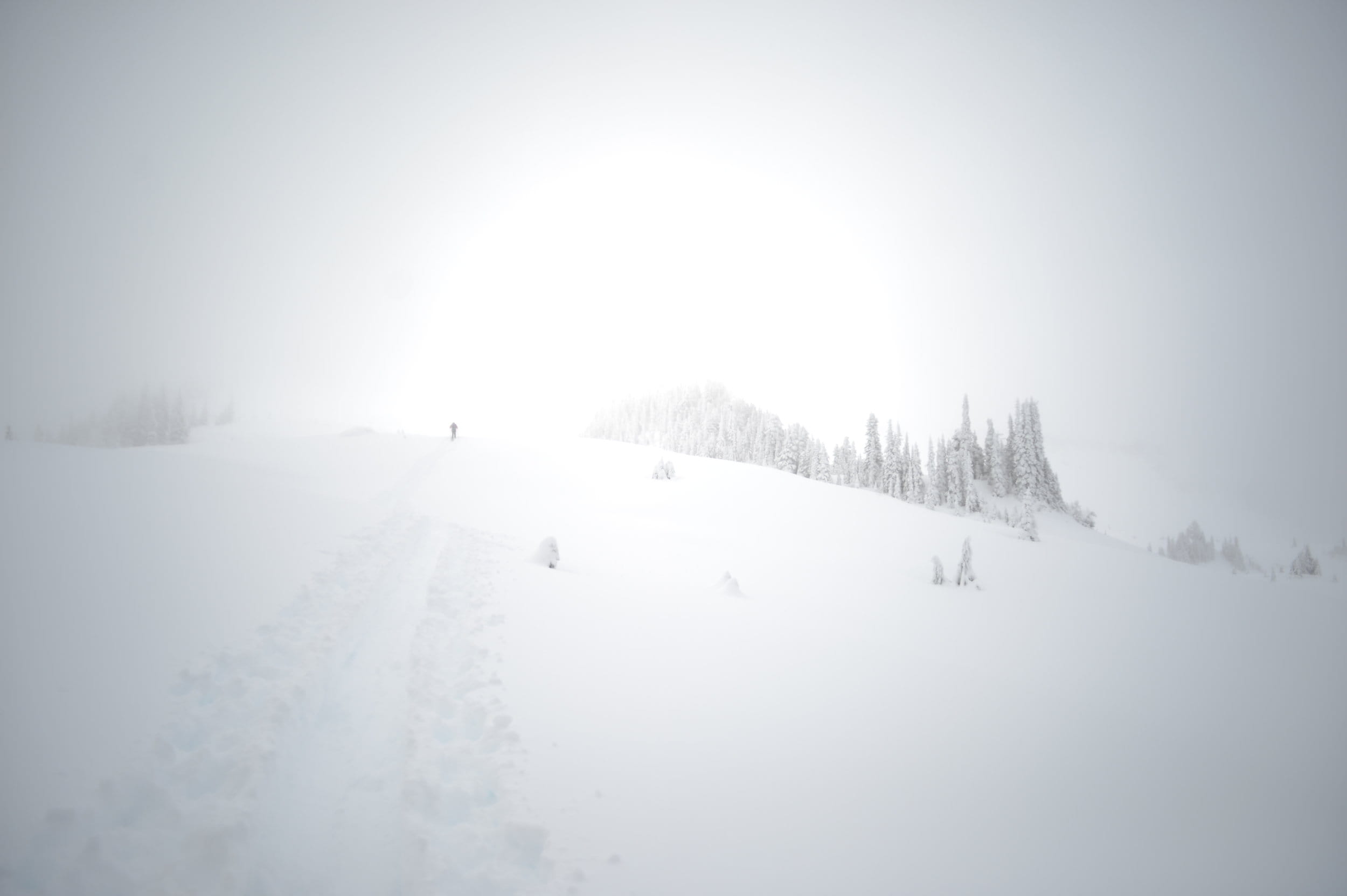 evergreen, skier, low visibility, trees, tranquility, tranquil scene, ski, tree, mount rainier national park, environment, landscape, non-urban scene, scenics - nature, HD Wallpaper