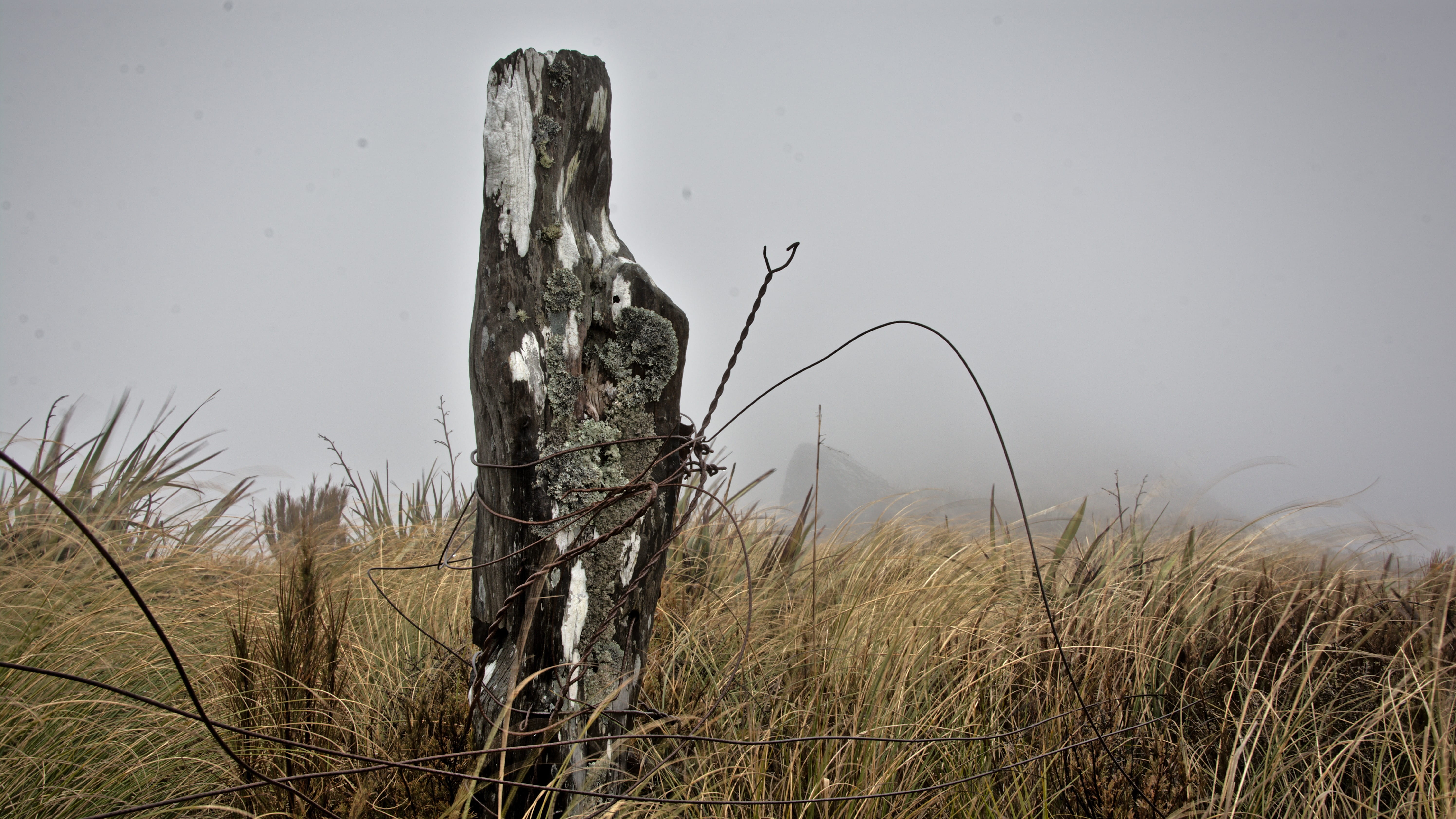 no people, farmland, 5K, growth, cloudy, day, low visibility, silverpeaks road, deteriorating, windy, grazing, pulpit rock, landscape, grass, flax, otago, HD Wallpaper