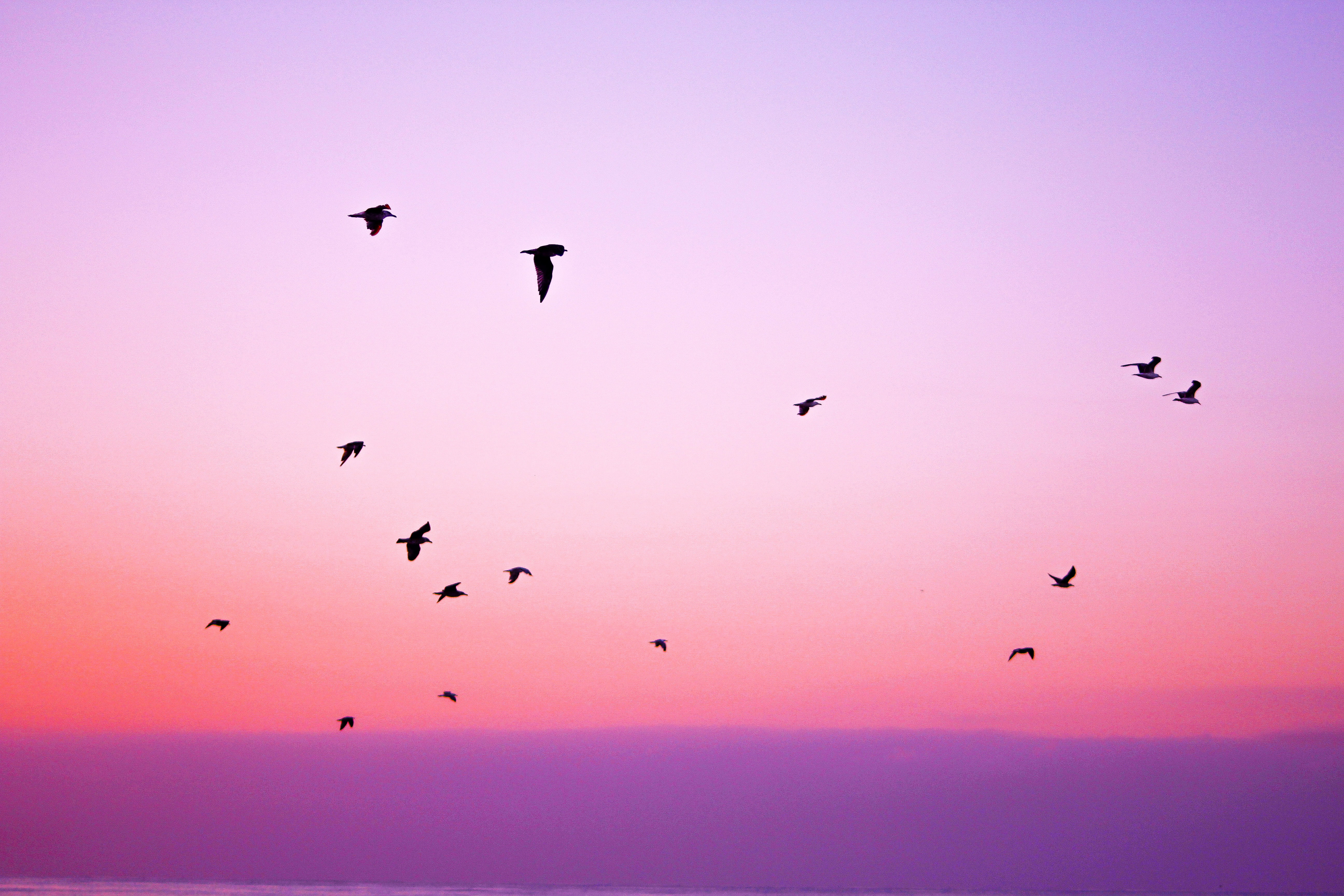 animal themes, animal, large group of animals, flock of birds, outdoors, scenics - nature, vertebrate, tranquility, sky, animal wildlife, pink, pink background, HD Wallpaper
