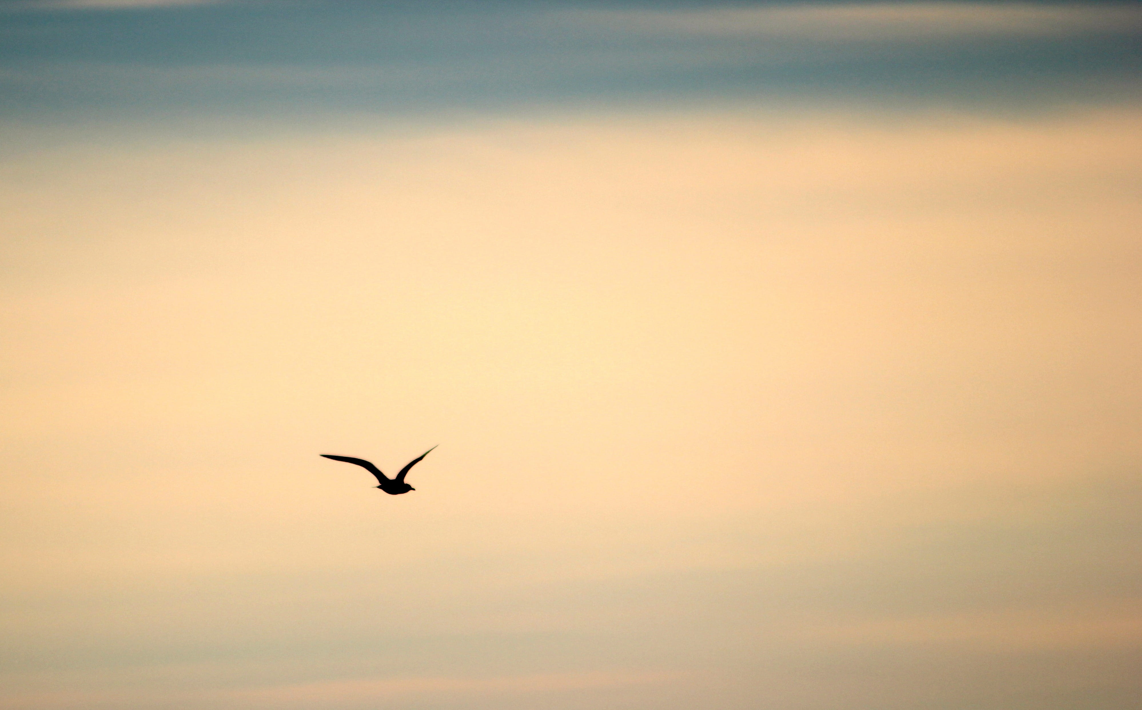atmosphere, silhouette, vertebrate, clouds, lonely, beauty In Nature, sky, low angle view, flying, animal wildlife, wildlife, nature, cloudy, seagull, sea, HD Wallpaper