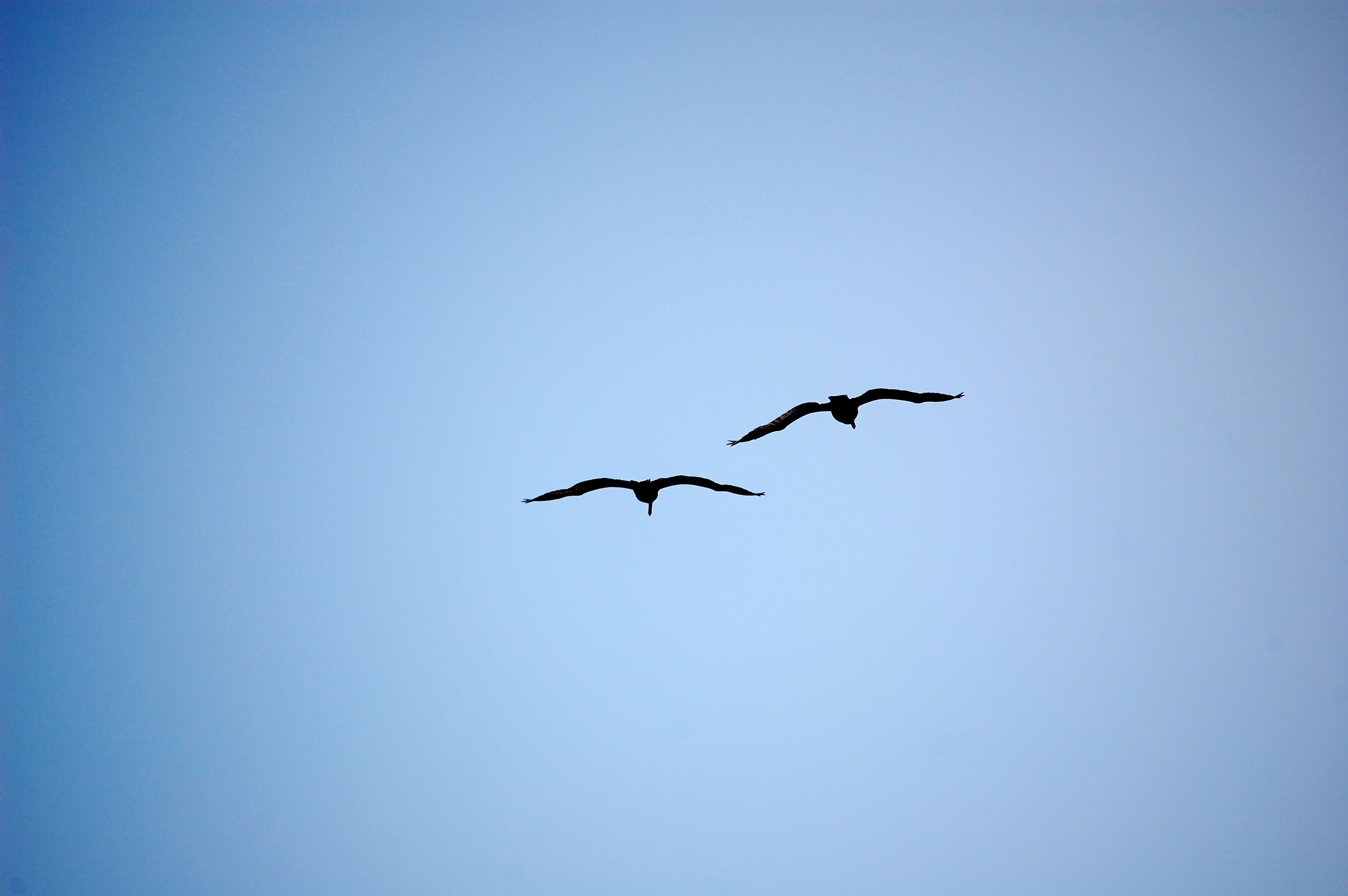 nature, black, dom, birds flying, low angle view, animal wildlife, no people, 2K, animal, vertebrate, copy space, pair, clear sky, seabird, wings, birds, HD Wallpaper