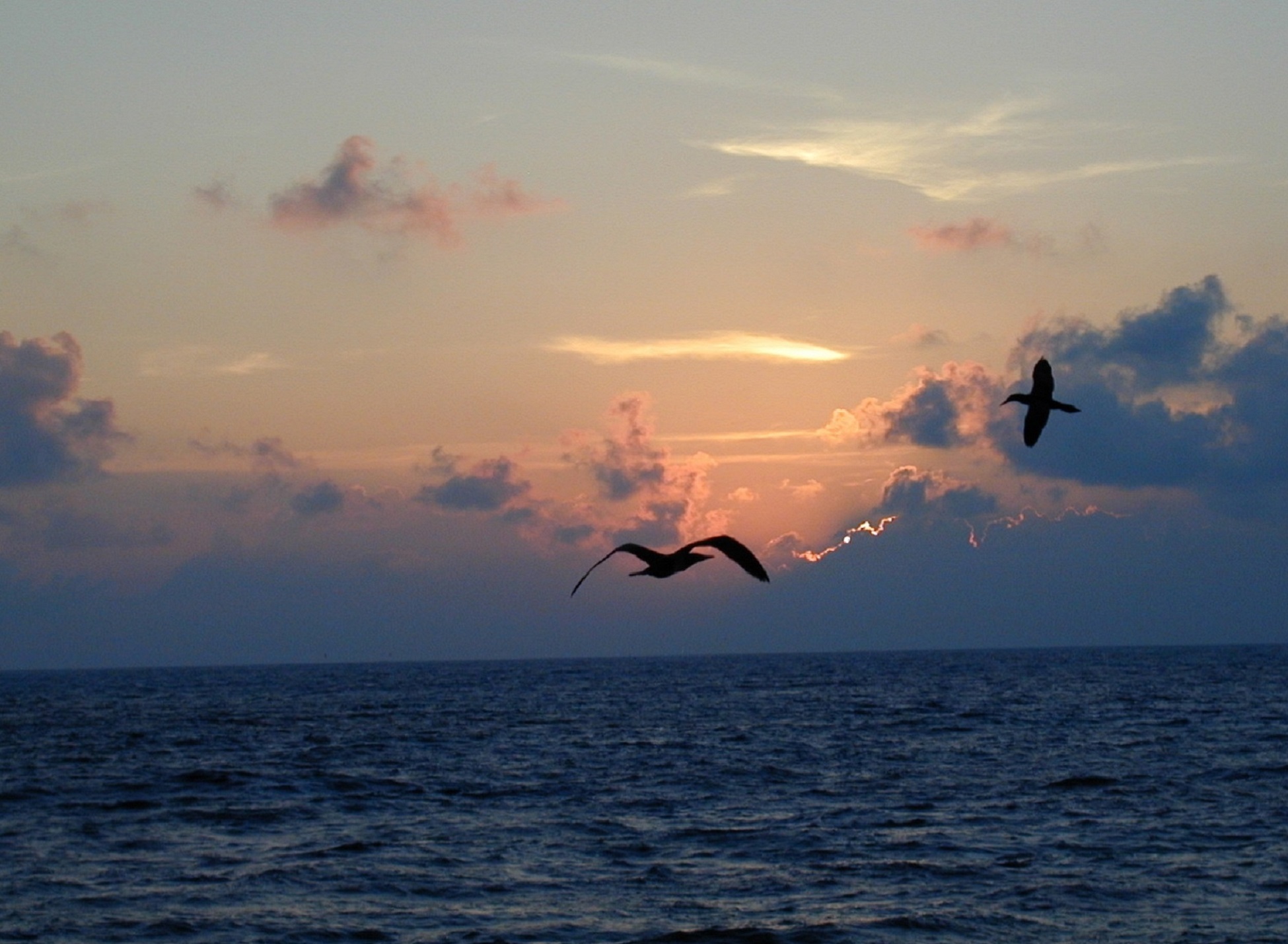 cloud - sky, sunshine, horizon, no people, beauty in nature, animals in the wild, sky, dusk, clouds, ocean, scenic, seagull, animal themes, scenics - nature, HD Wallpaper