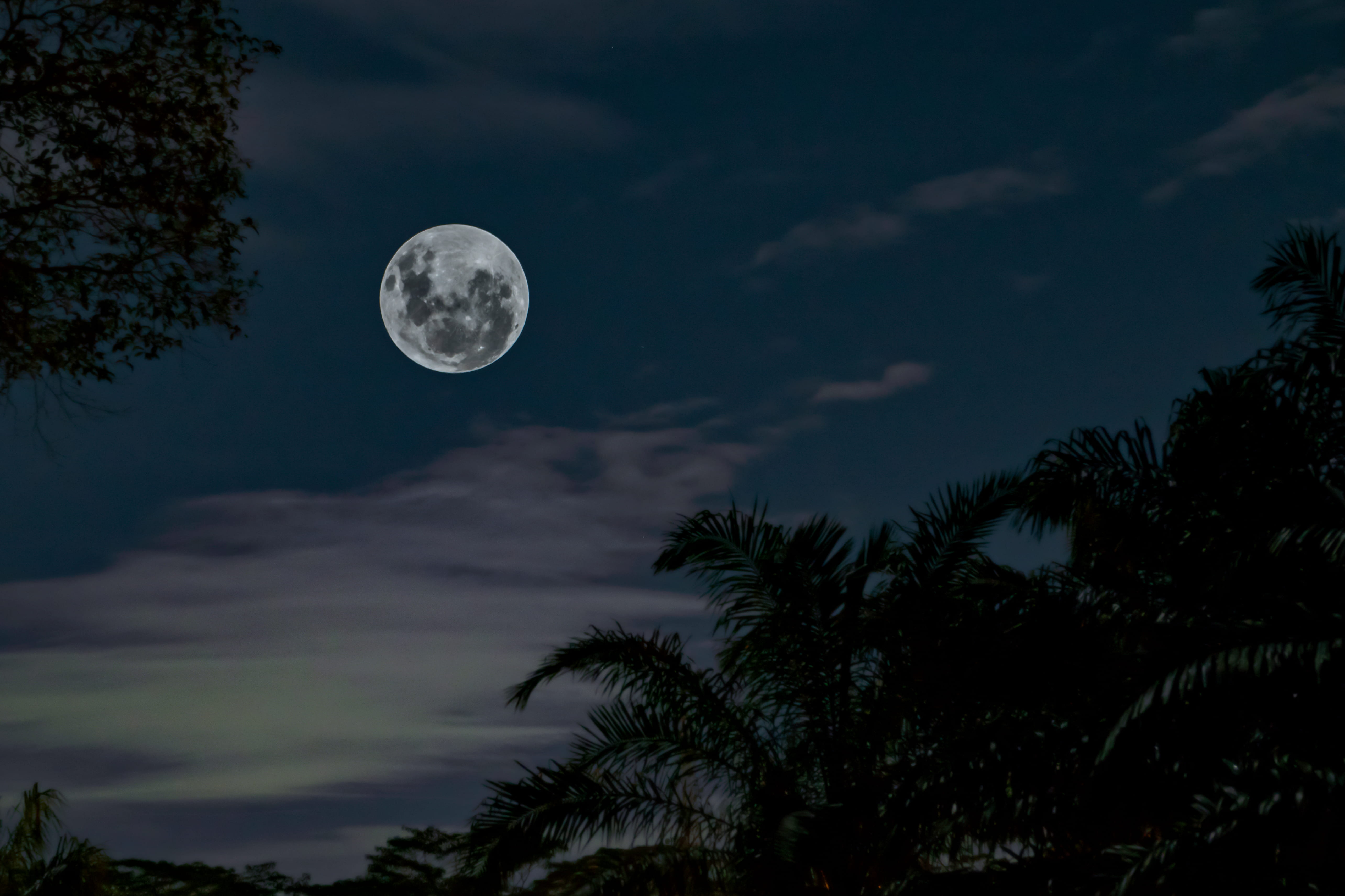 astrology, tree, full, space, night, tranquility, tall, luna, low, sky, silhouette, astronomy, scenic, darkness, geometric shape, planetary moon, 5K, beauty in nature, HD Wallpaper