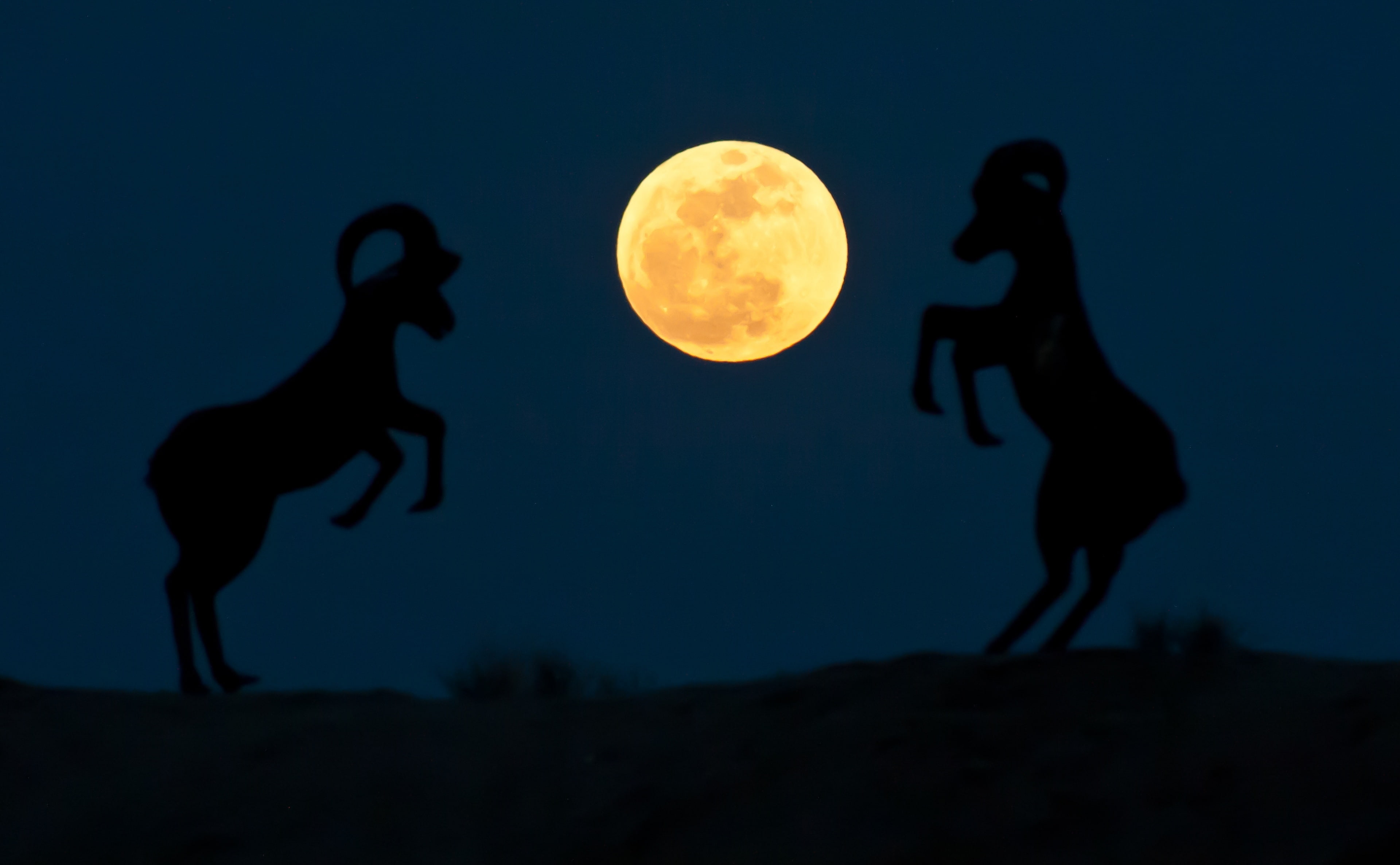 Space, sky, two people, Animals, moonlight, unrecognizable person, ram, Borrego Springs, Moon, full length, sheep, nature, Silhouette, land, supermoon, HD Wallpaper