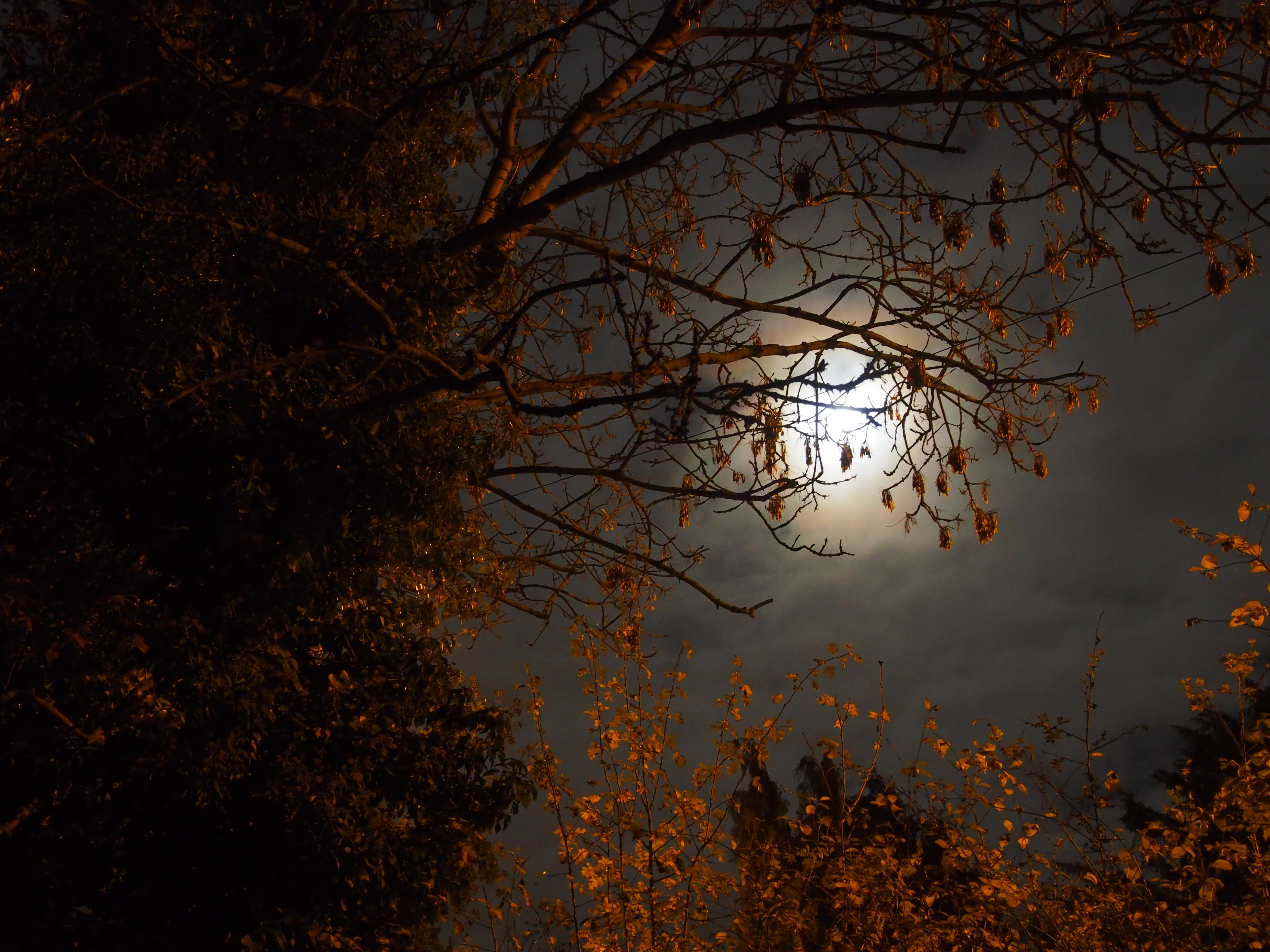 nature, tree, tranquil scene, change, land, growth, beauty in nature, tranquility, silhouette, night, full, plant, scenics - nature, no people, sky, november, HD Wallpaper