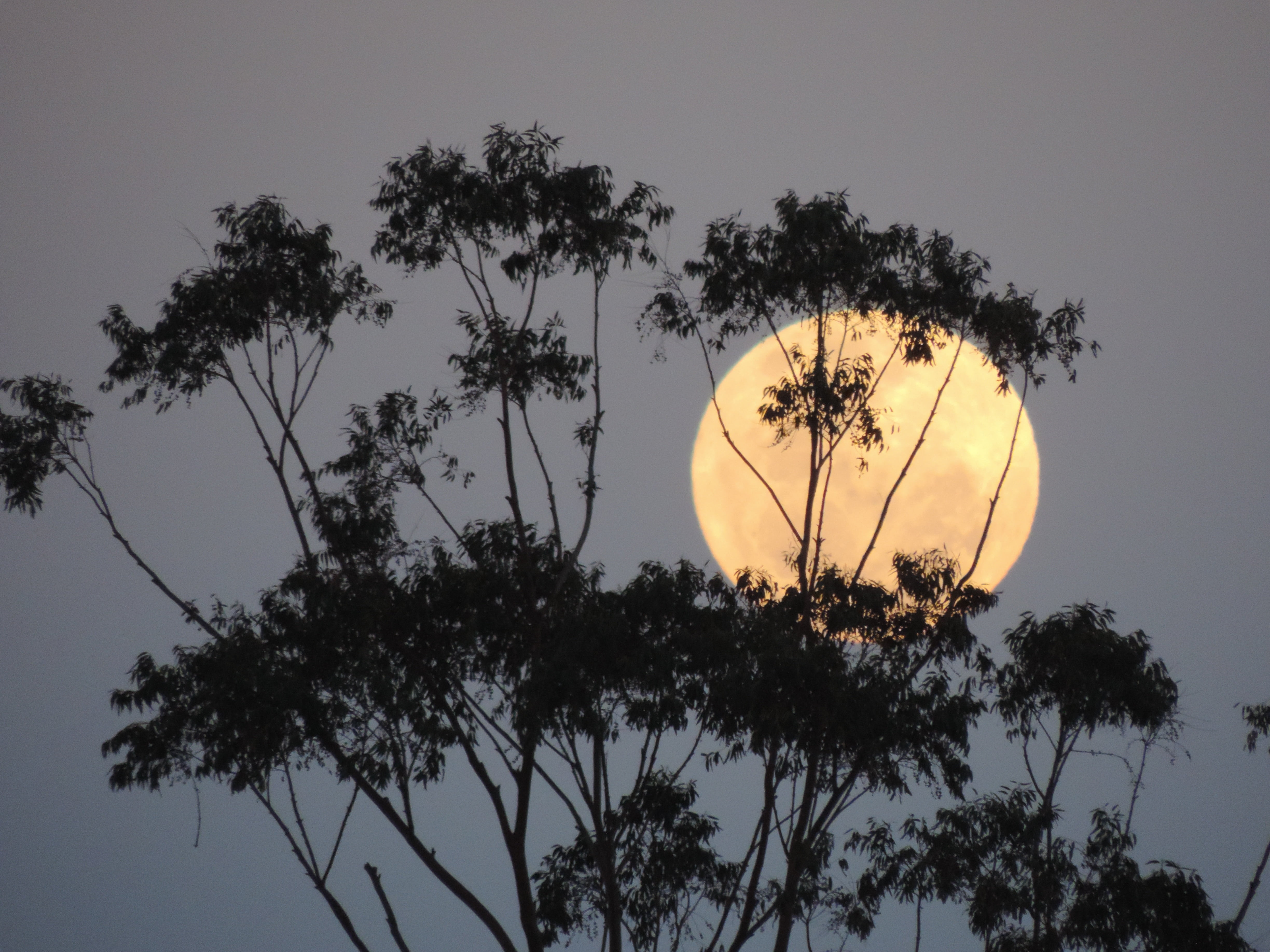 silhouette, lunar, tranquil scene, communication, trunk, scenics - nature, beauty in nature, australia, tree trunk, sunset, yellow, branch, 4K, nature, HD Wallpaper
