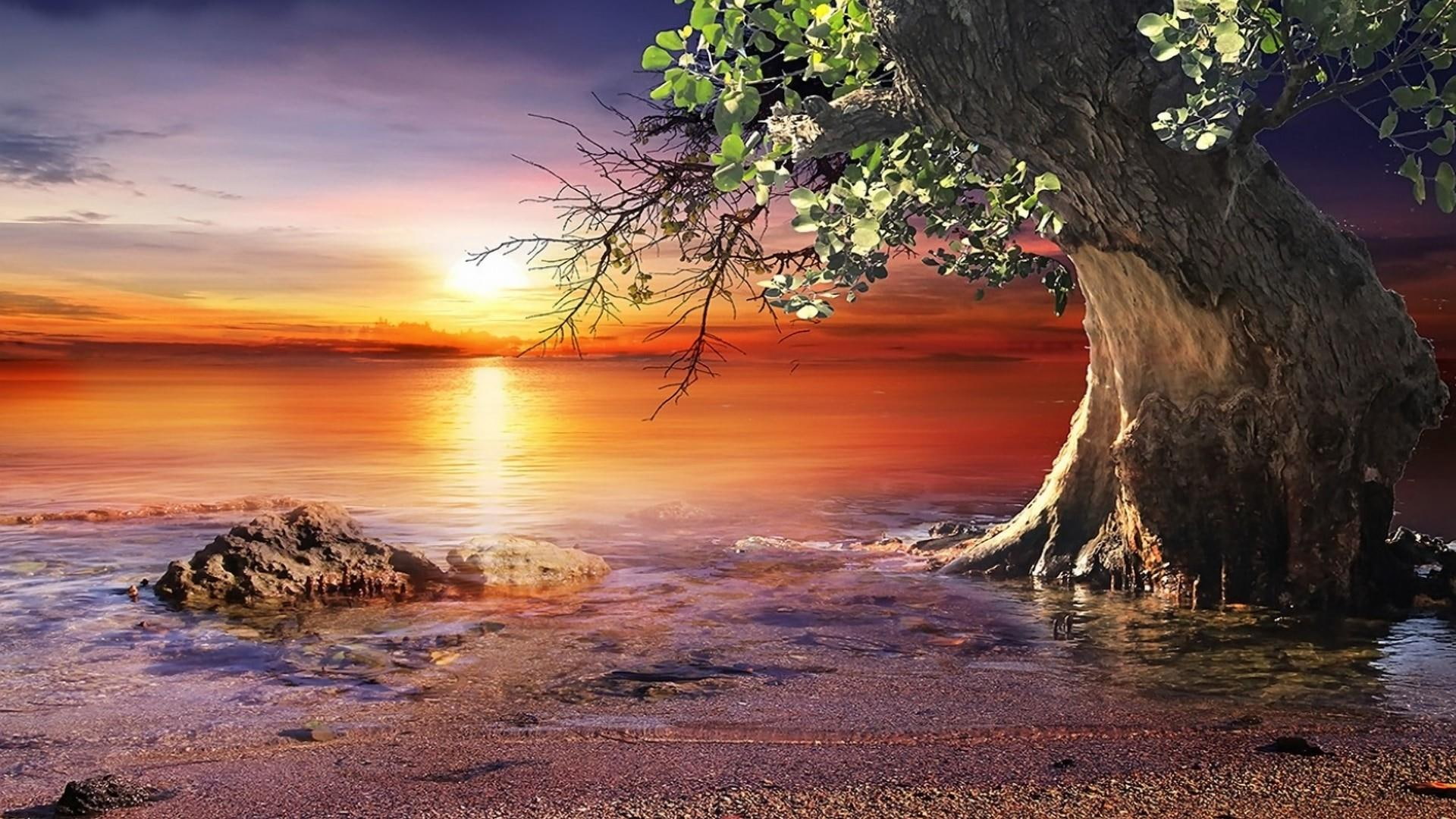 evening, sunset, 1080P, beach, tree, lonely tree, stone, night, horizon, HD Wallpaper