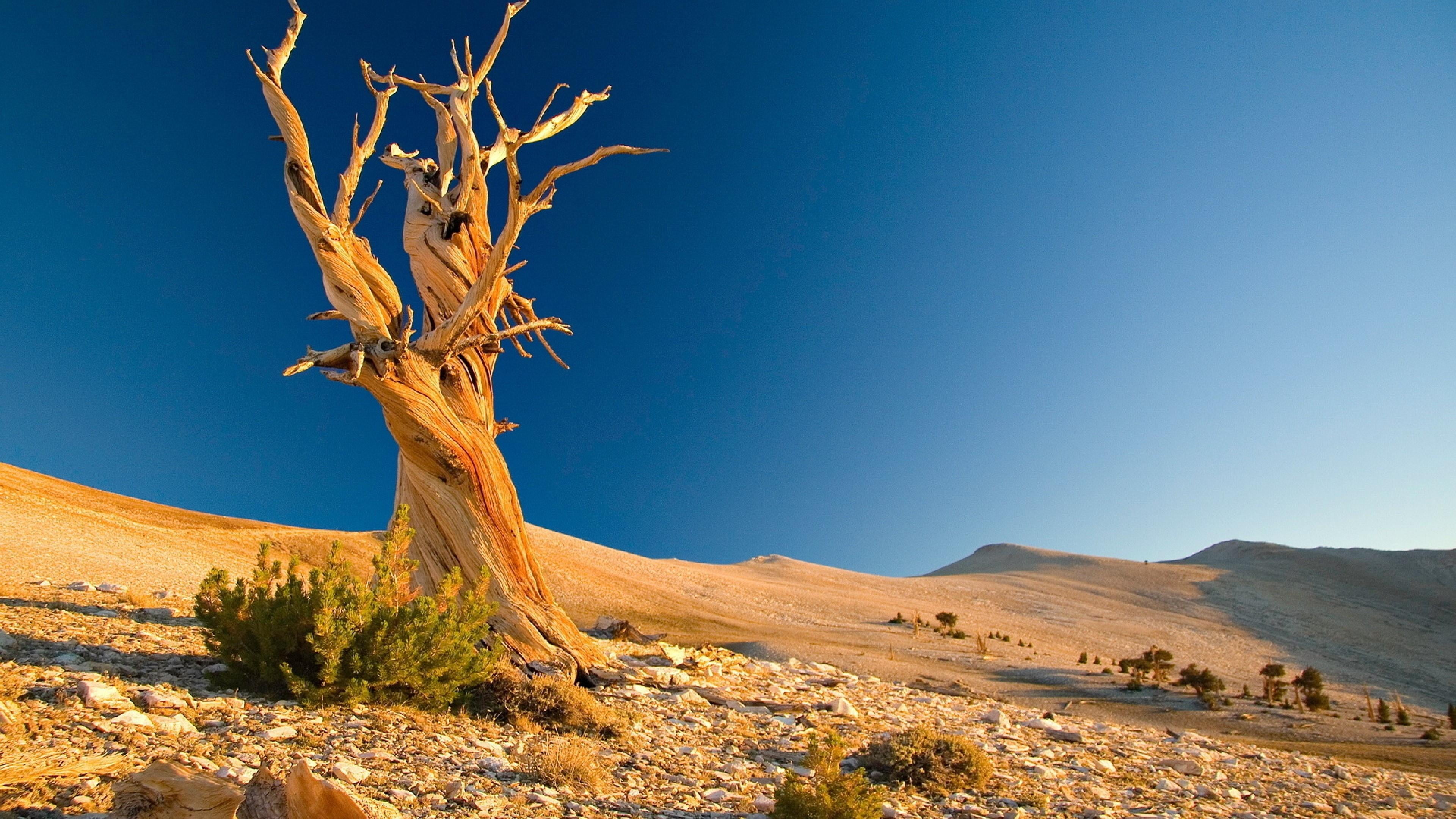 sky, tranquility, sand, climate, environment, land, tranquil scene, no people, desert, 4K, nature, lonely tree, semi-arid, clear sky, tree, landscape, HD Wallpaper