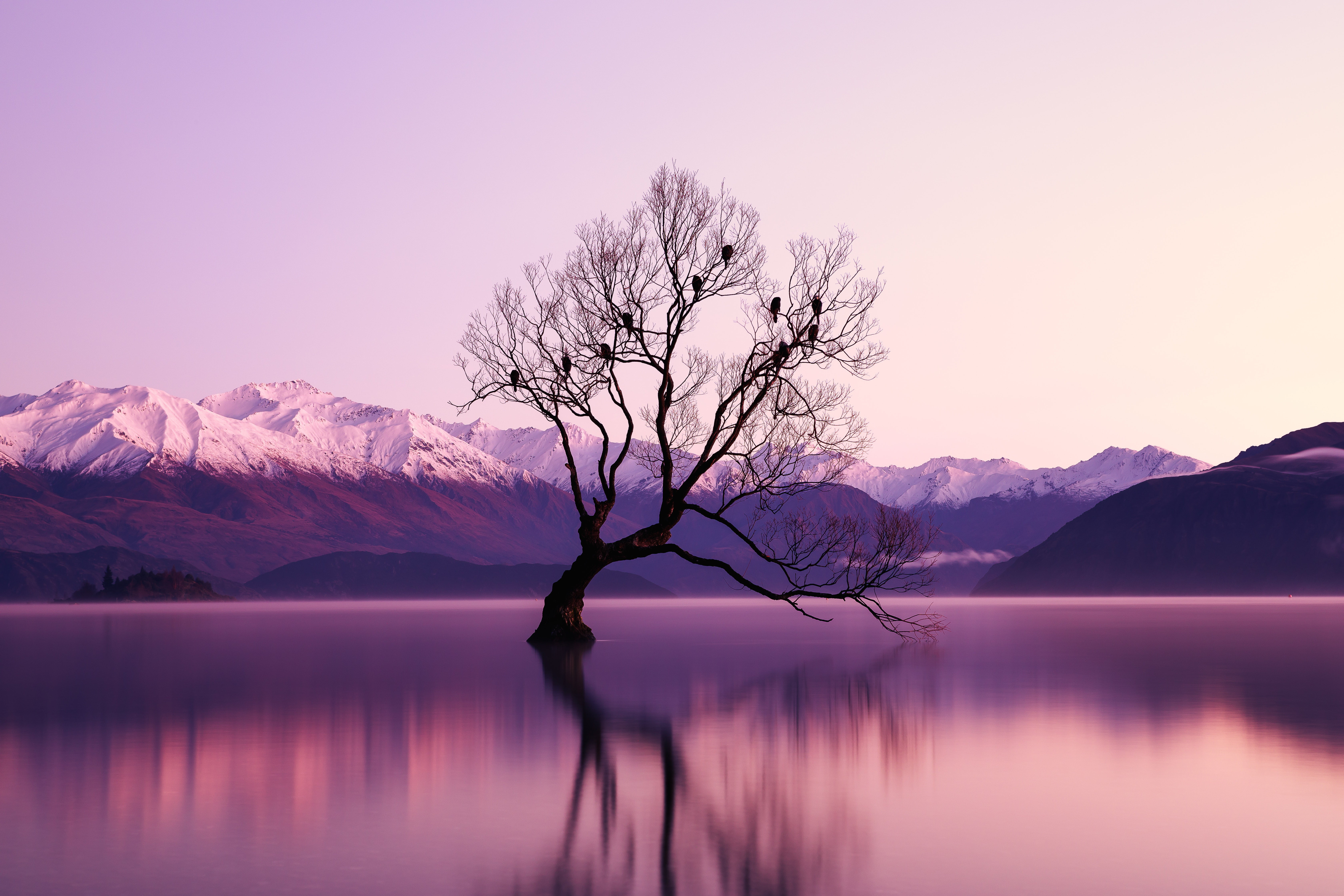 nature, Lake Wanaka, 5K, water, purple, reflection, trees, HD Wallpaper