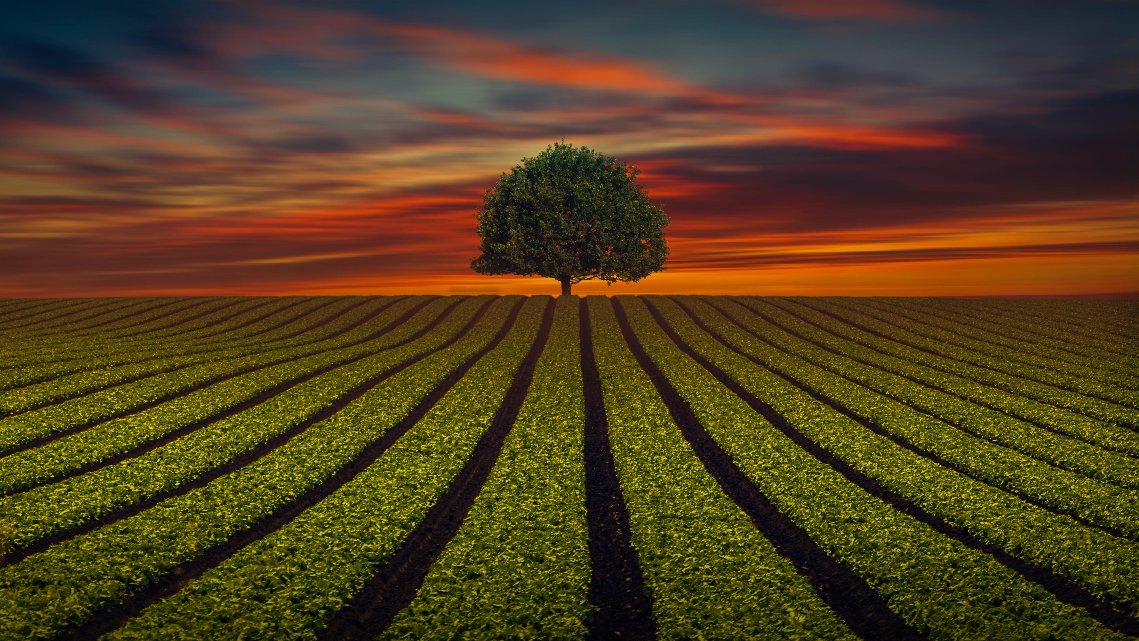 lines, outdoors, sunset, lanes, dusk, evening, sky, growth, no people, sunlight, scenics - nature, horizon, farm, tranquil scene, lone tree, beauty in nature, HD Wallpaper