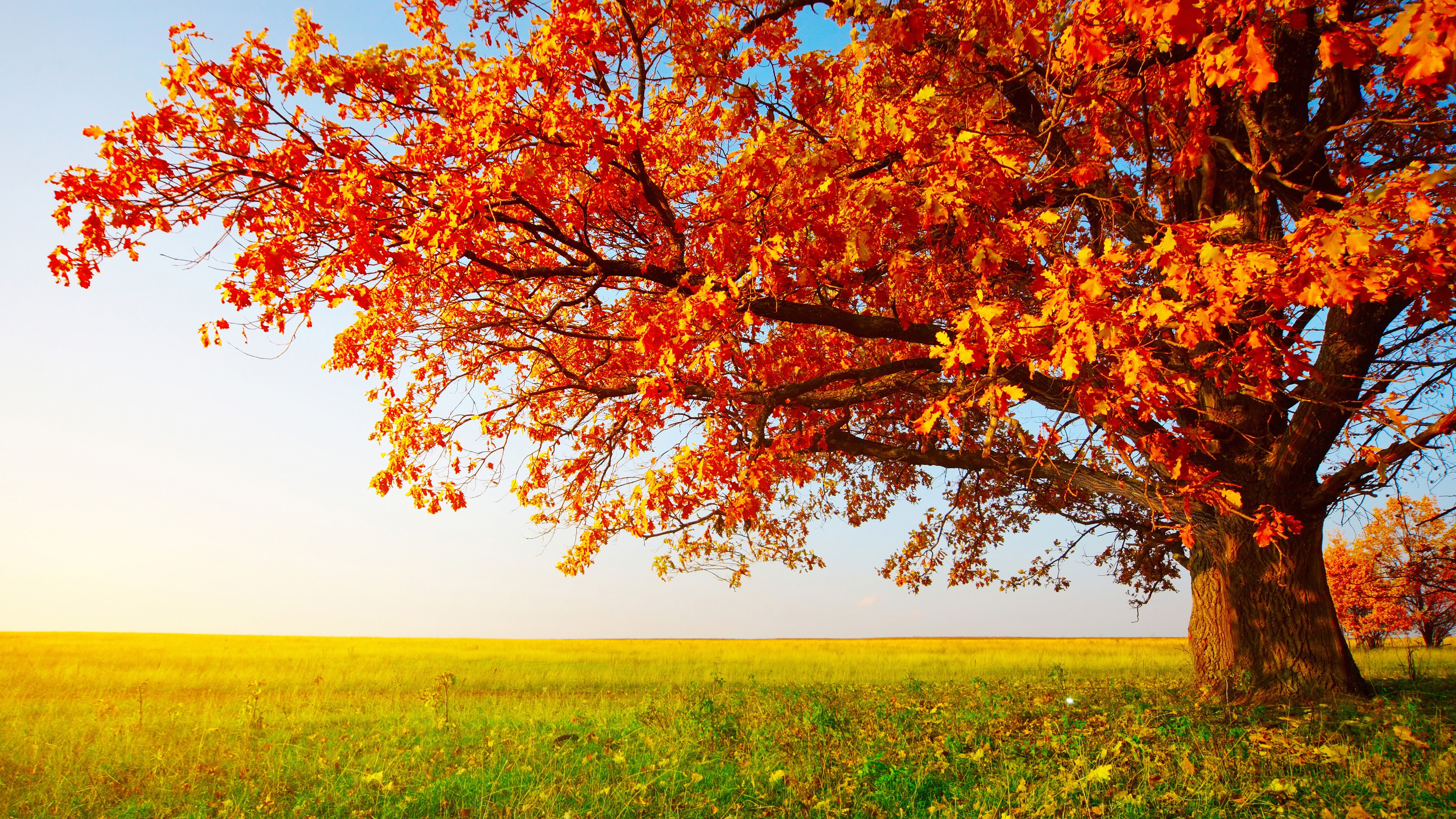 field, red leaves, sky, tree, nature, landscape, branch, 5K, grass, autumn, lone tree, autumn landscape, HD Wallpaper