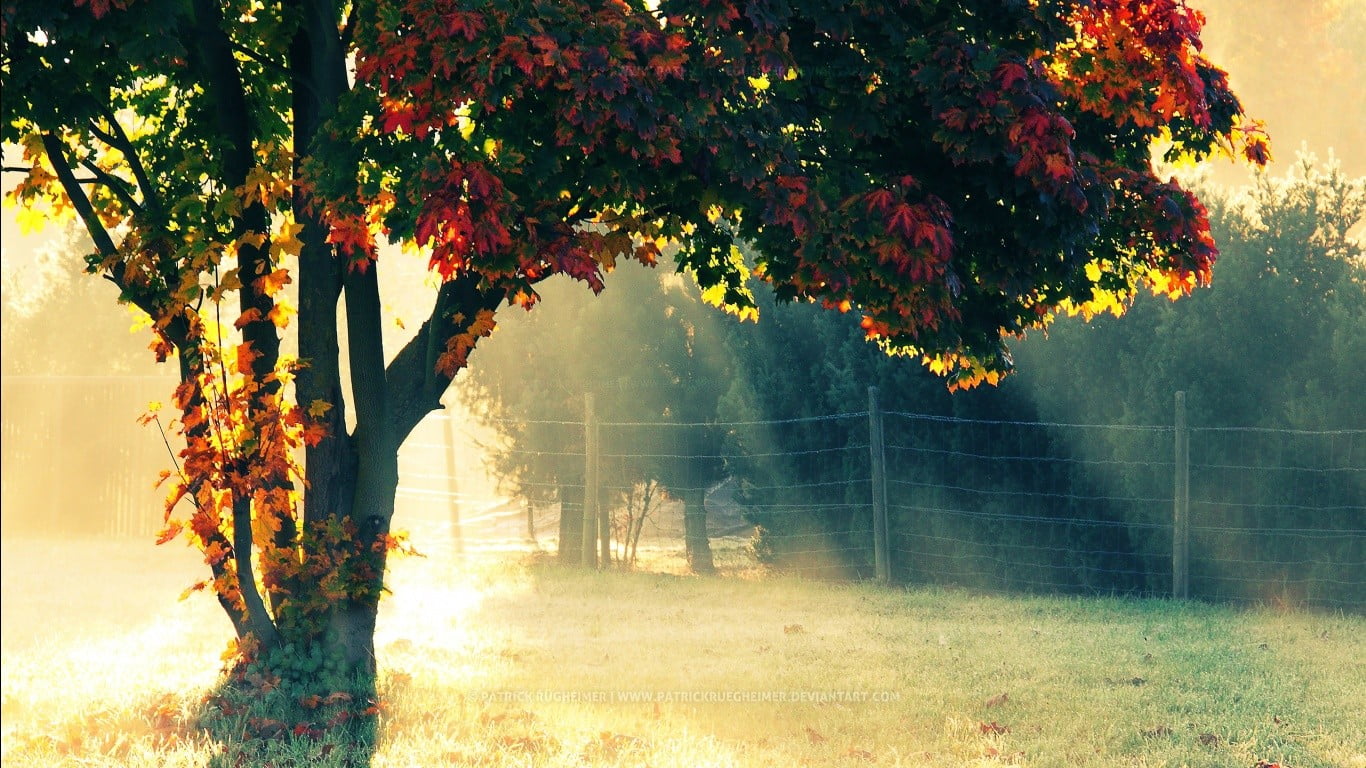 boundary, sunlight, multi Colored, park - Man Made Space, mist, trunk, water, landscape, trees, backgrounds, season, light - Natural Phenomenon, woodland, HD Wallpaper