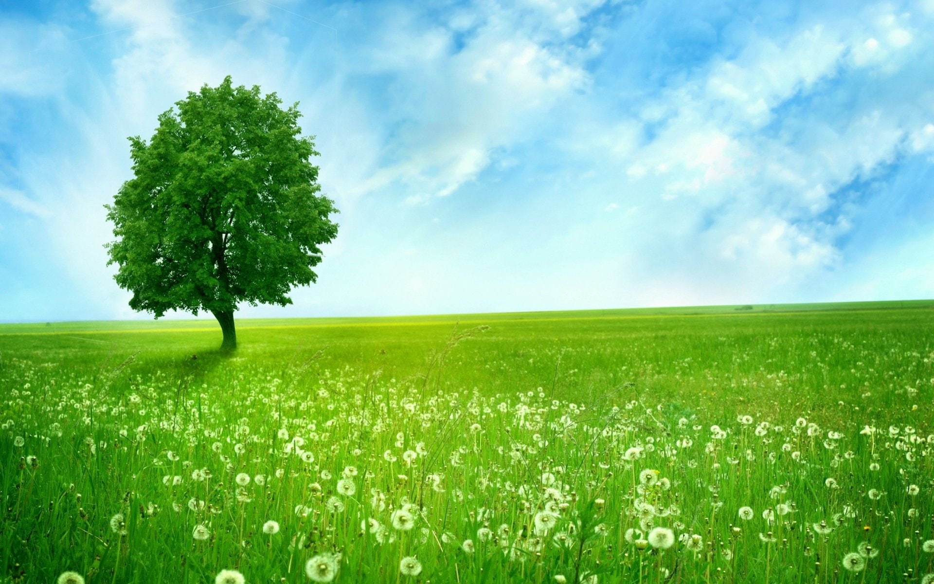 Trees, Green, 1080P, Grass, Earth, Tree, Dandelion, Field, Lonely Tree, HD Wallpaper