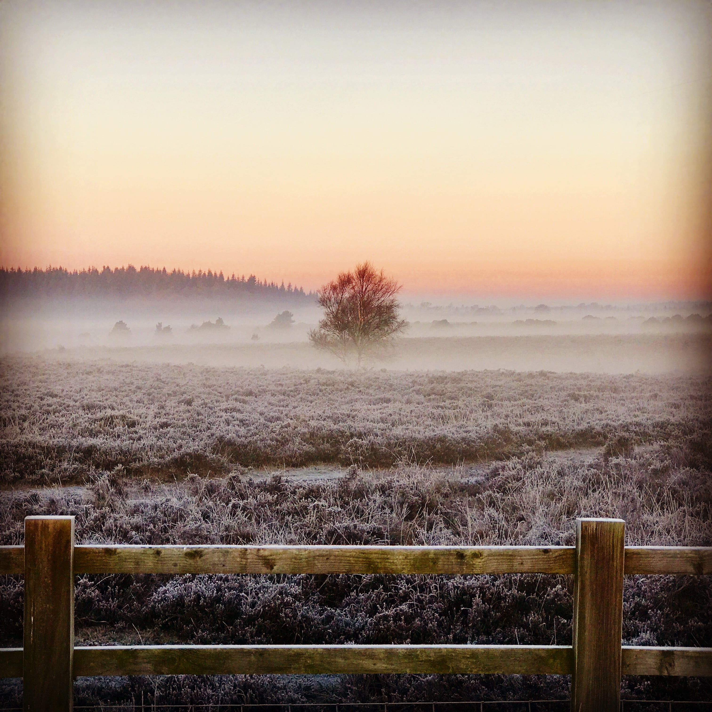 mist, scenics, ice, grass, rural Scene, outdoors, 2K, lone tree, Ringwood, New Forest, sunset, lone, countryside, fence, tree, Hampshire, dawn, surrounded, Phone HD Wallpaper