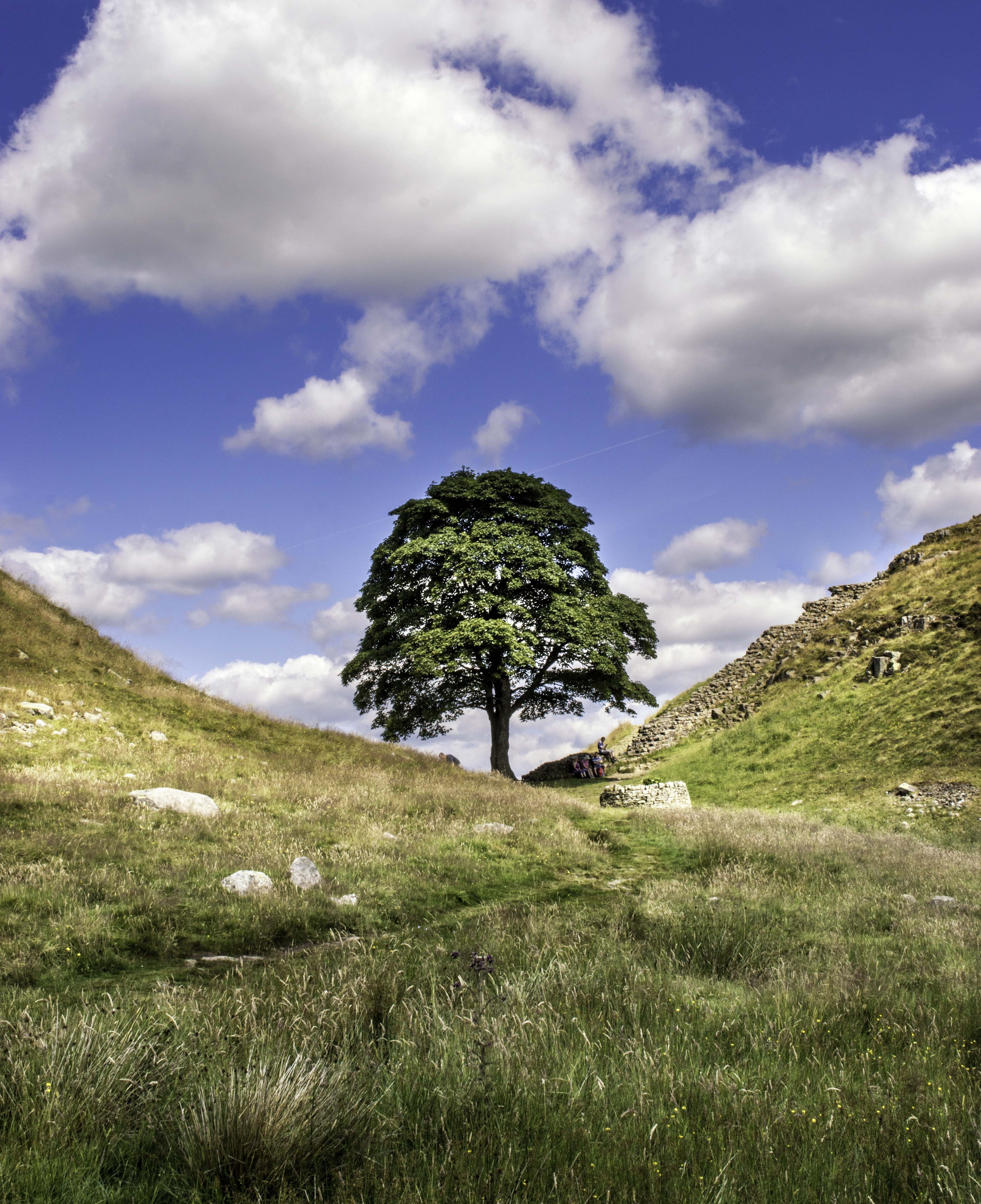 scenics - nature, tranquil scene, cloud - sky, green color, outdoors, northumberland, beauty in nature, field, no people, environment, tranquility, lonely tree, Phone HD Wallpaper