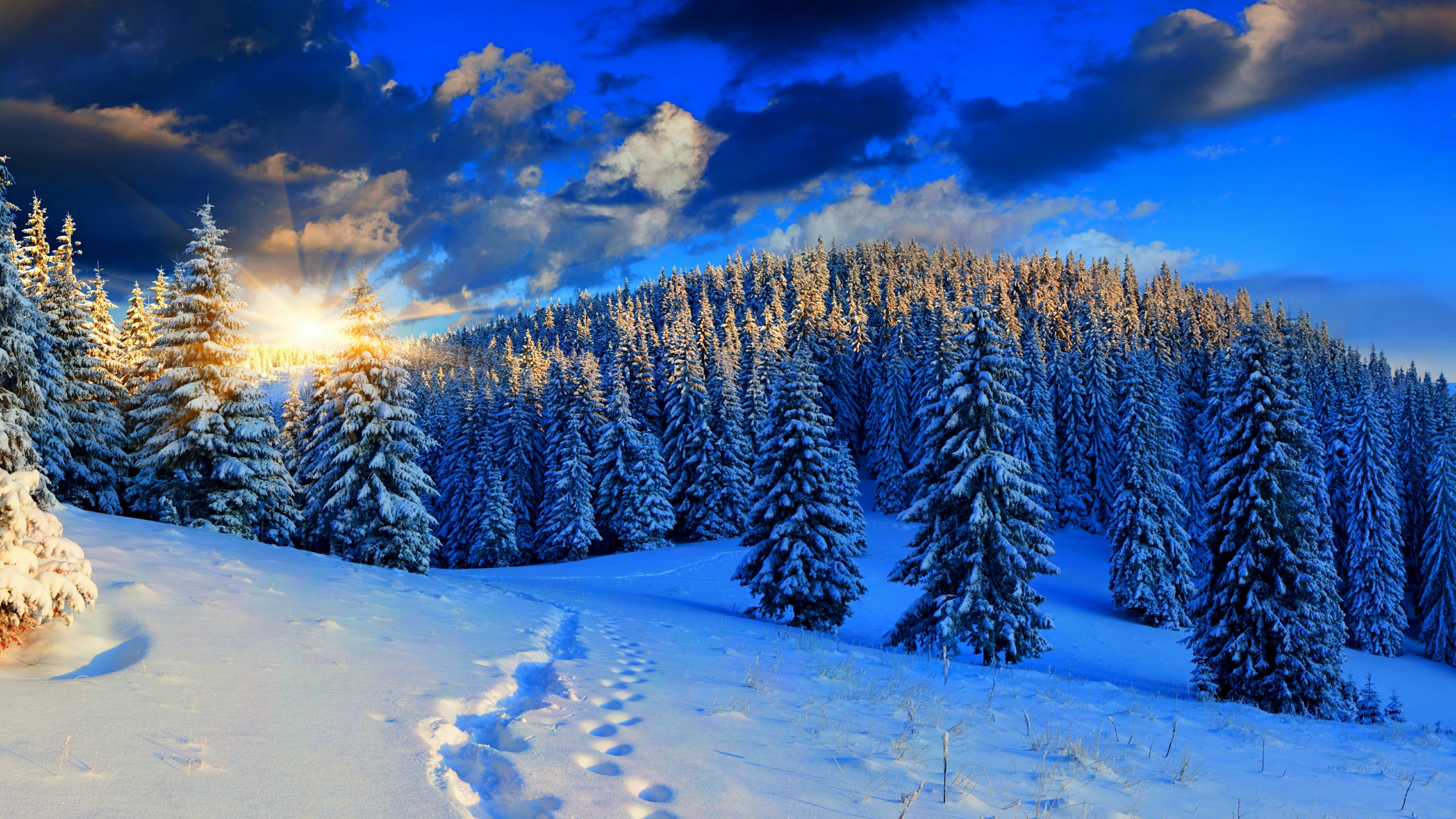 4K, plant, tranquil scene, mountainous landforms, cloud - sky, winter, frost, non-urban scene, blue, environment, rays, pine, pine forest, land, scenics - nature, HD Wallpaper